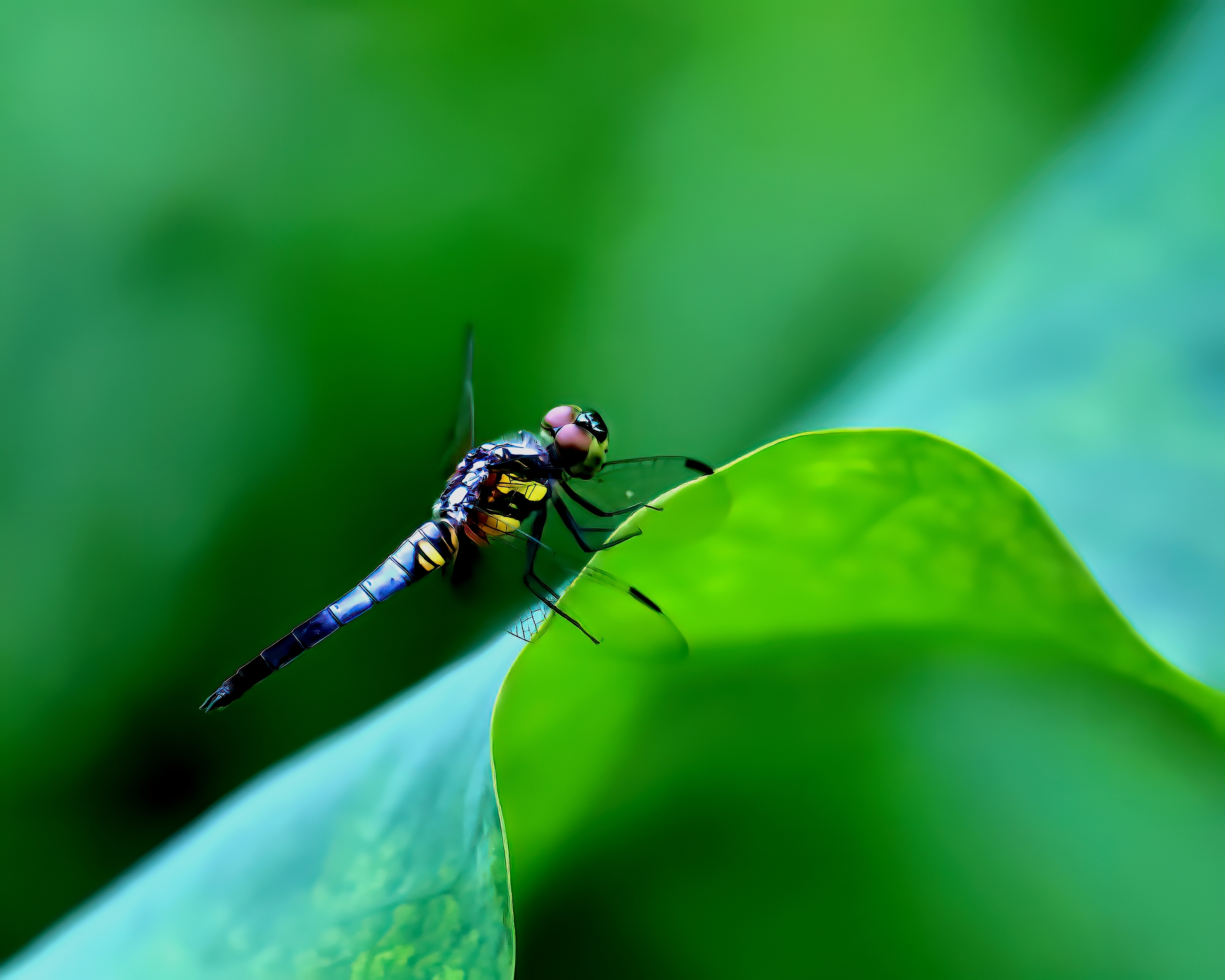 5D2A7648-DeNoiseAI-clear-DeNoiseAI-clear.jpg