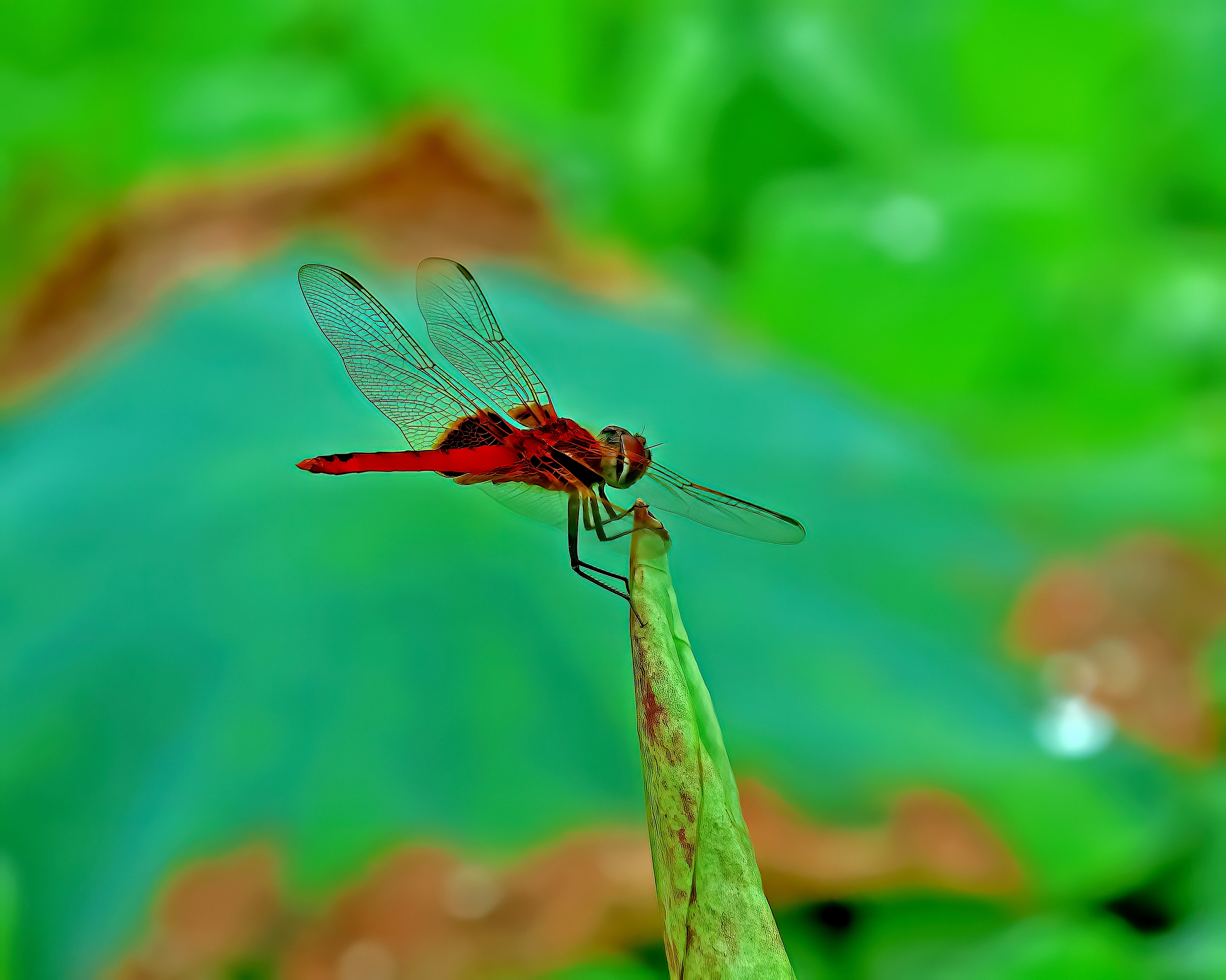 5D2A7671-DeNoiseAI-clear-DeNoiseAI-clear.jpg