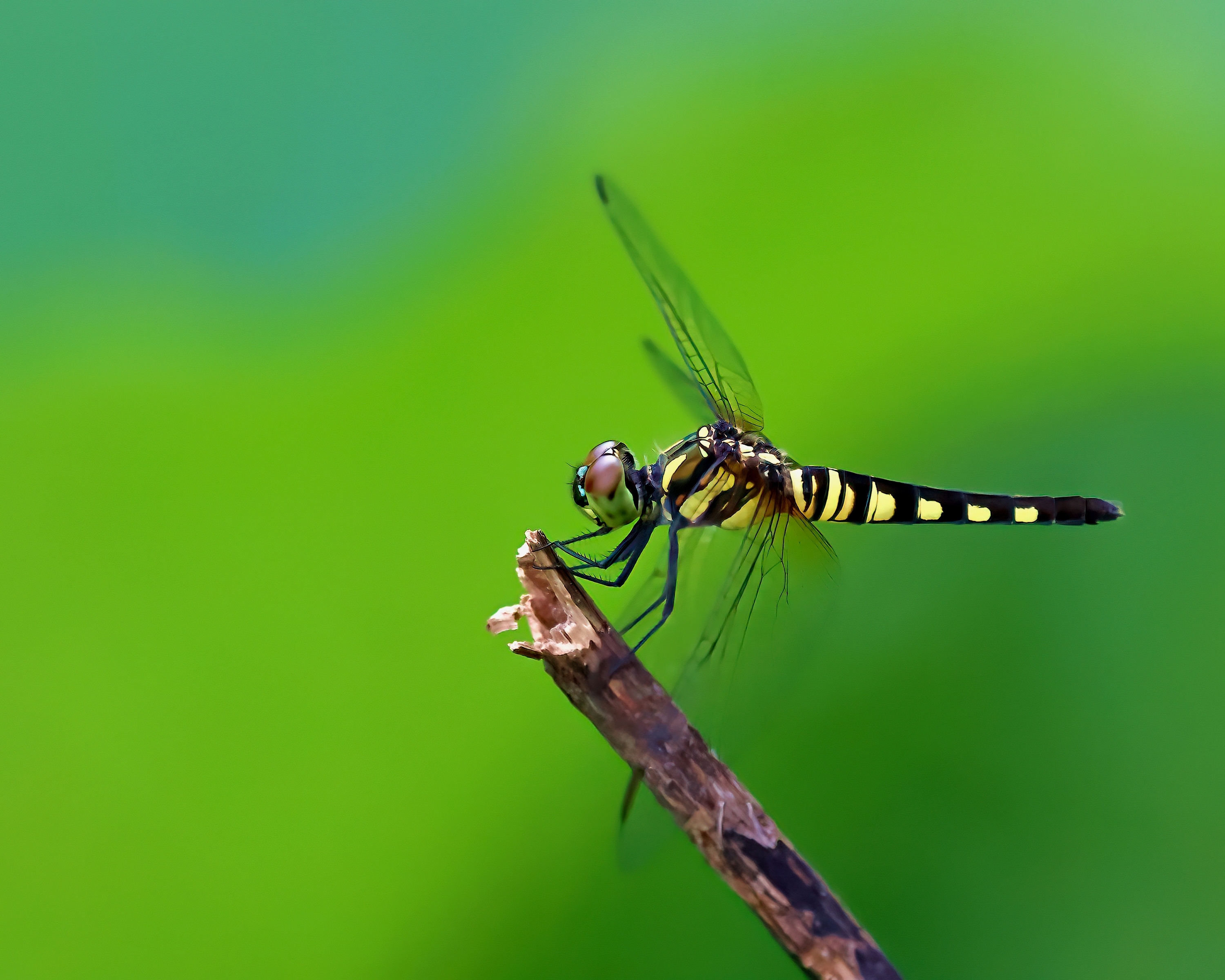 5D2A7716-DeNoiseAI-clear.jpg