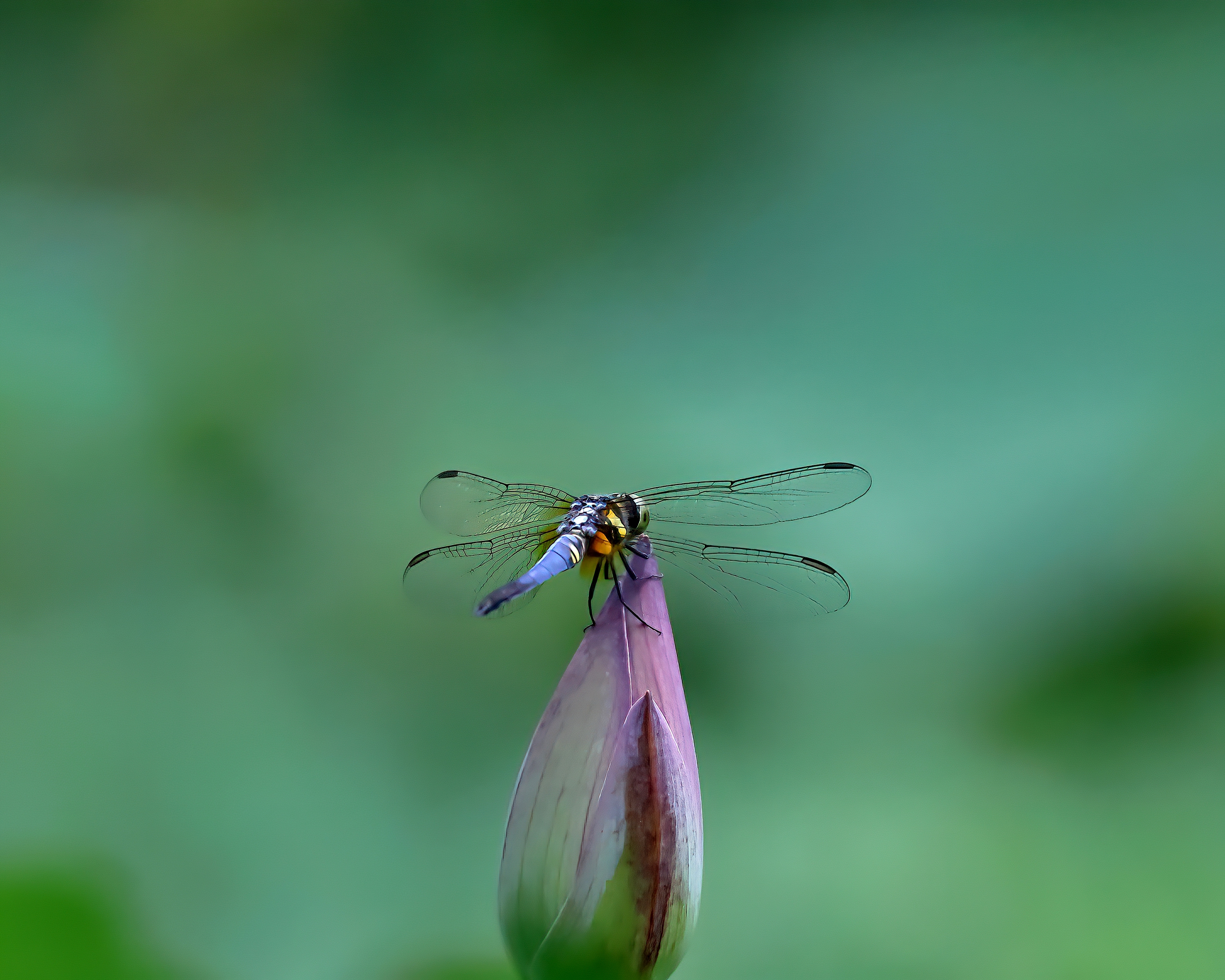 5D2A7728-DeNoiseAI-clear.jpg