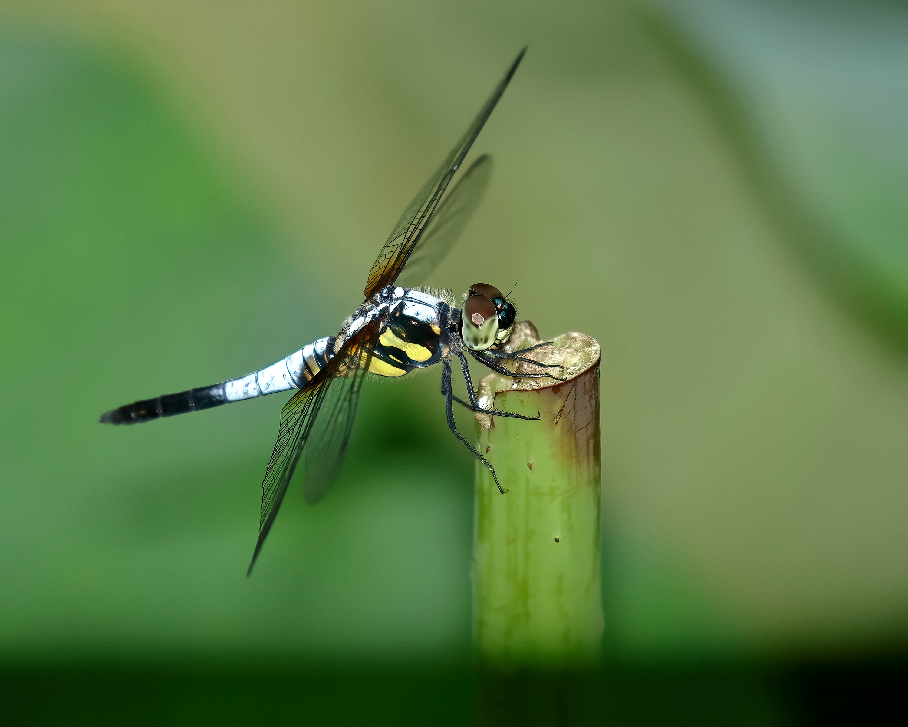 5D2A7806-DeNoiseAI-clear.jpg
