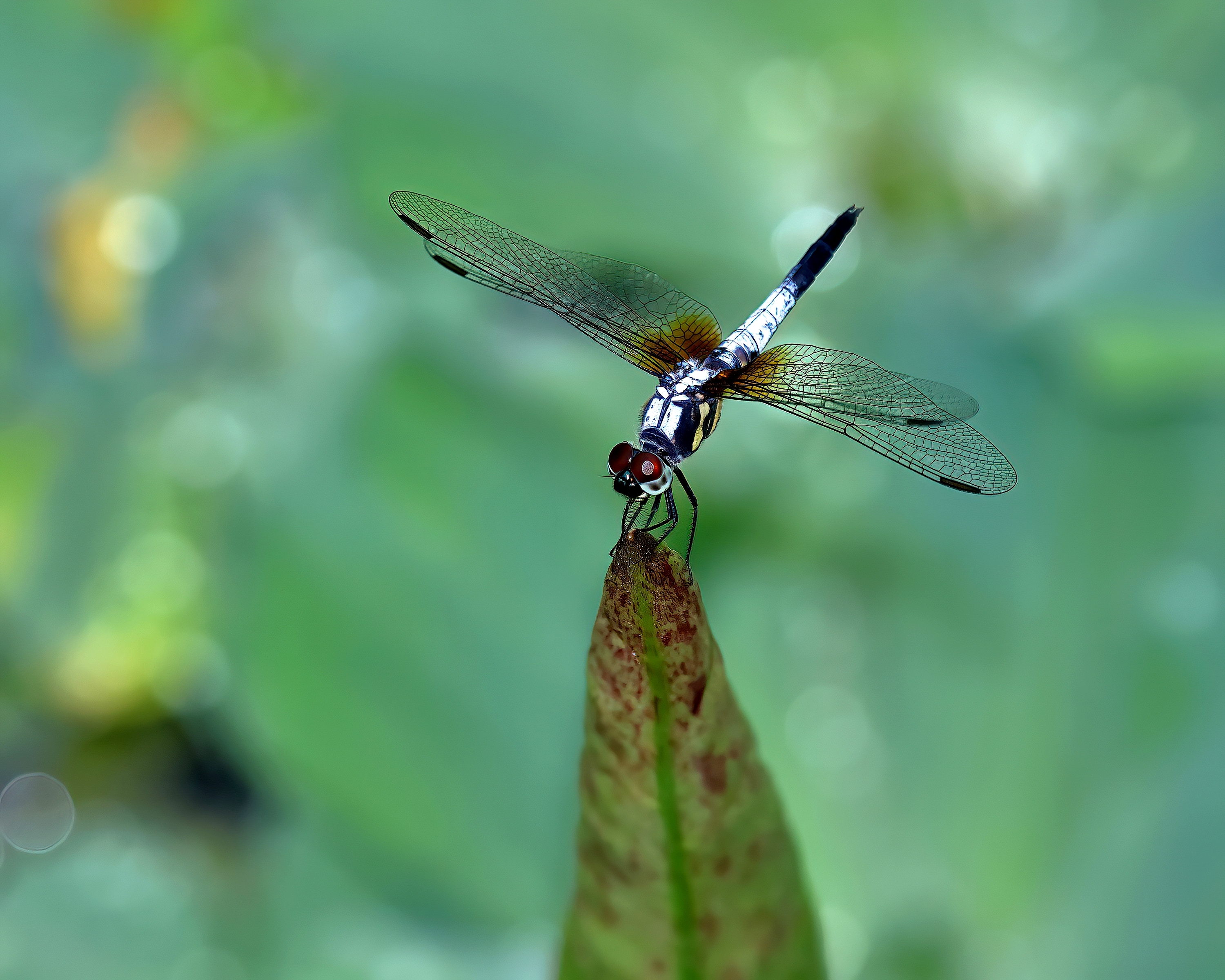 5D2A7843-DeNoiseAI-clear.jpg