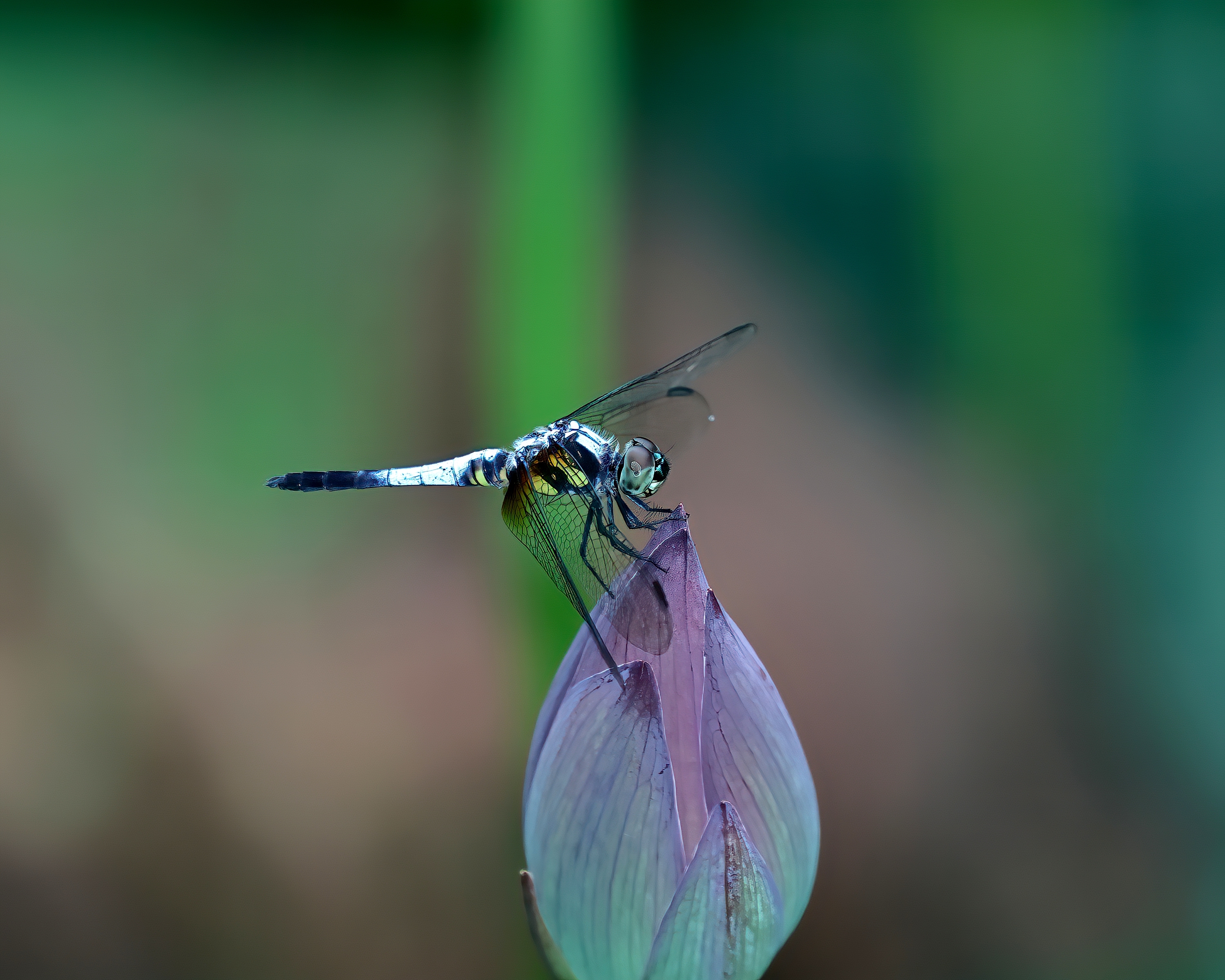 5D2A7852-DeNoiseAI-clear.jpg