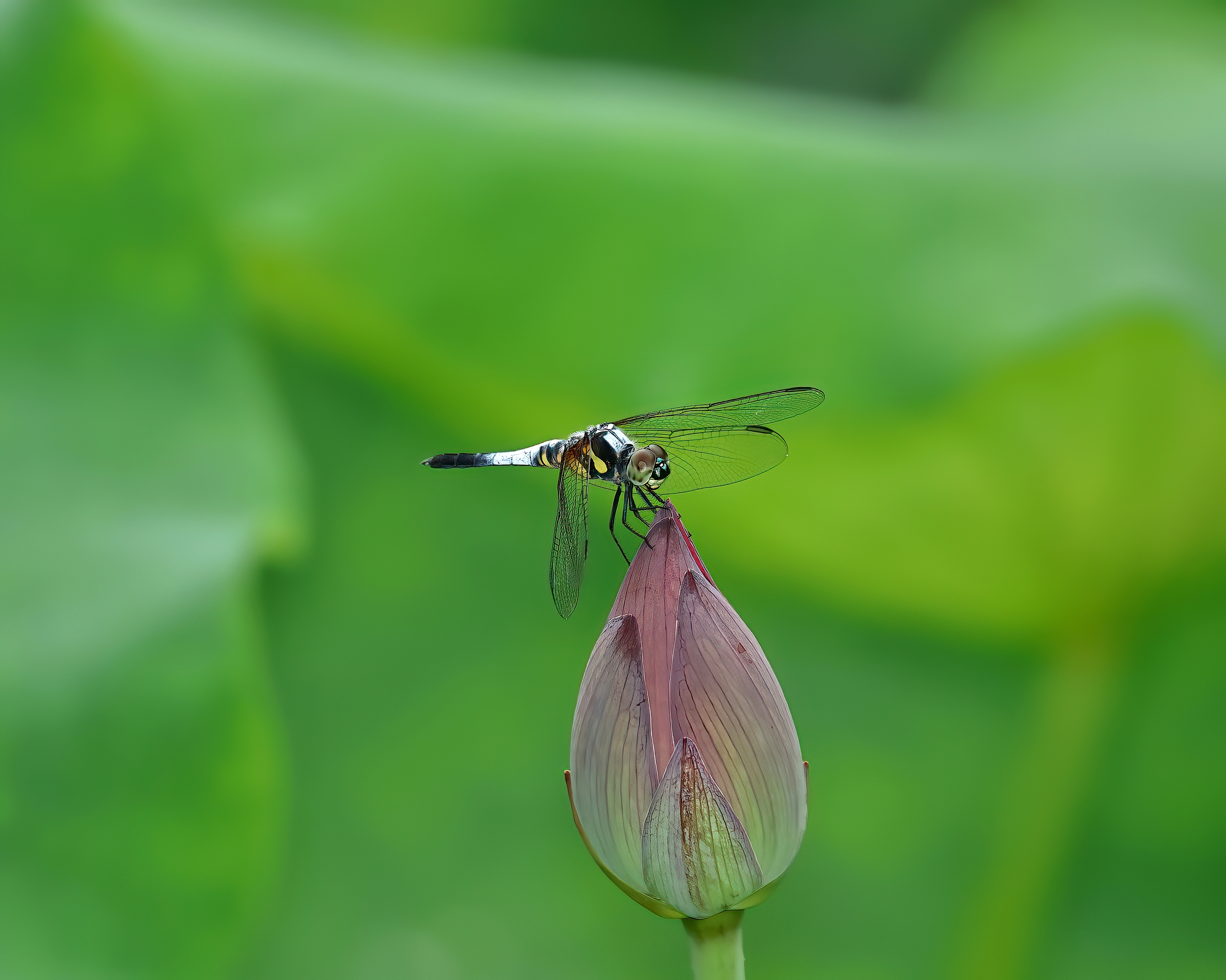 5D2A7885-DeNoiseAI-clear.jpg