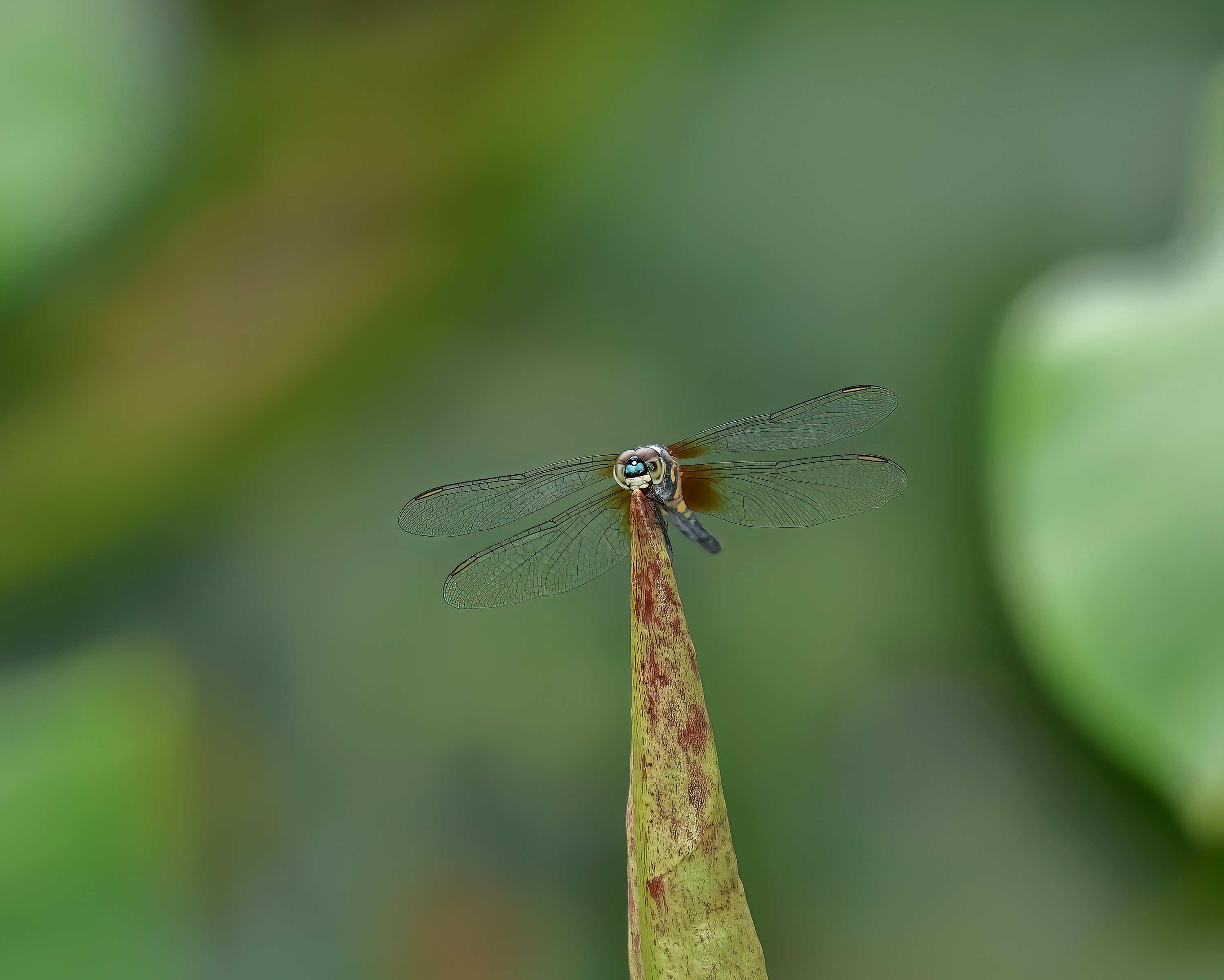 5D2A7890-DeNoiseAI-clear.jpg