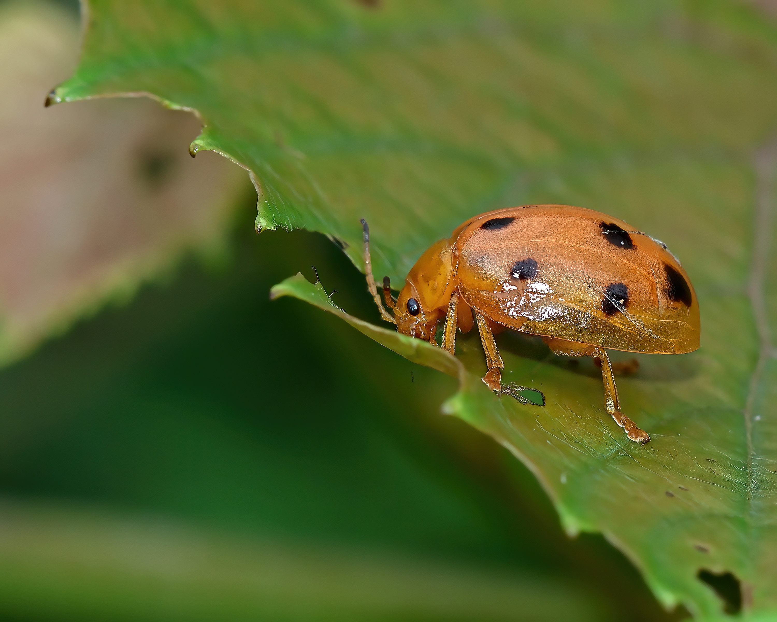 5D2A7942-DeNoiseAI-clear.jpg