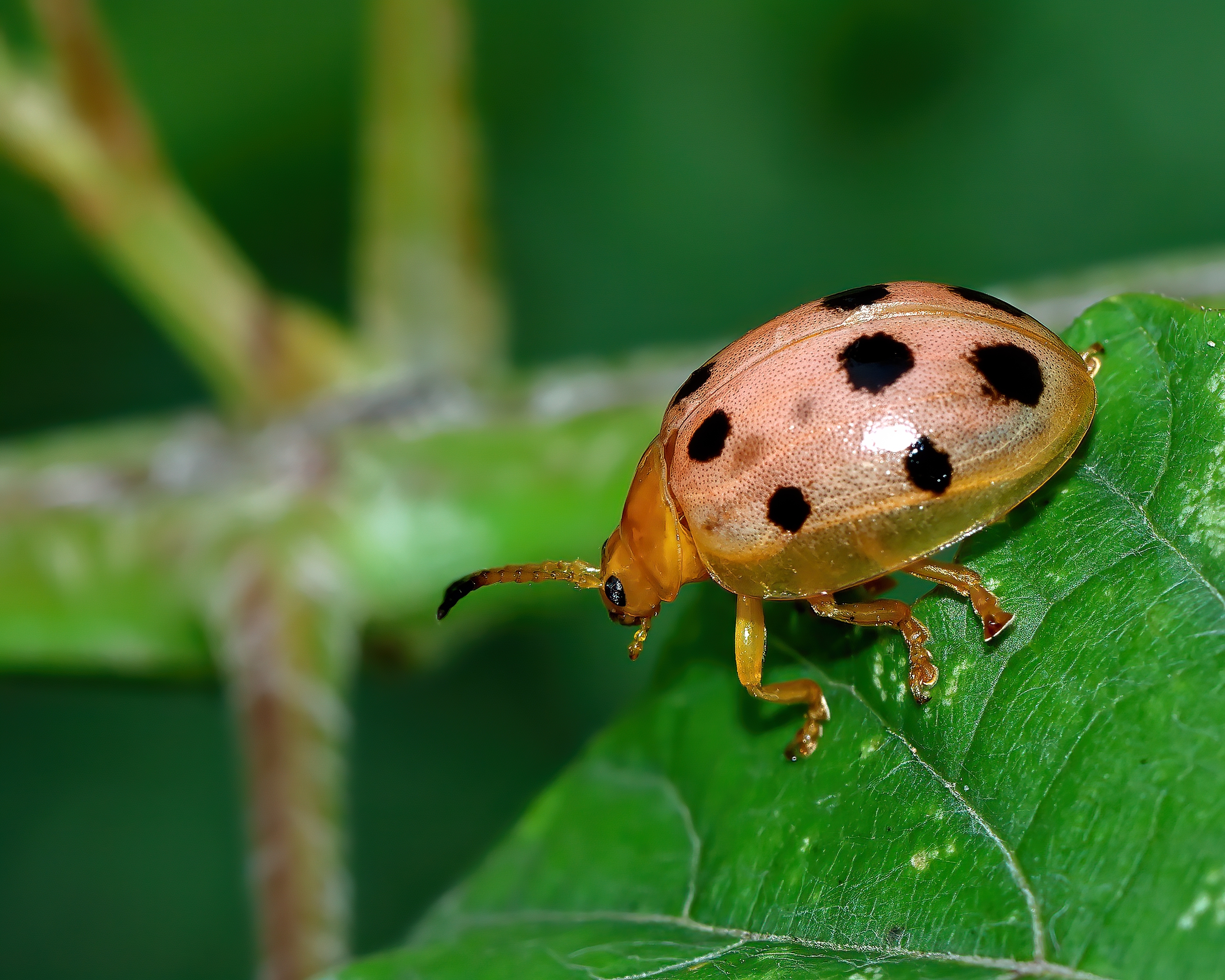5D2A7951-DeNoiseAI-clear.jpg