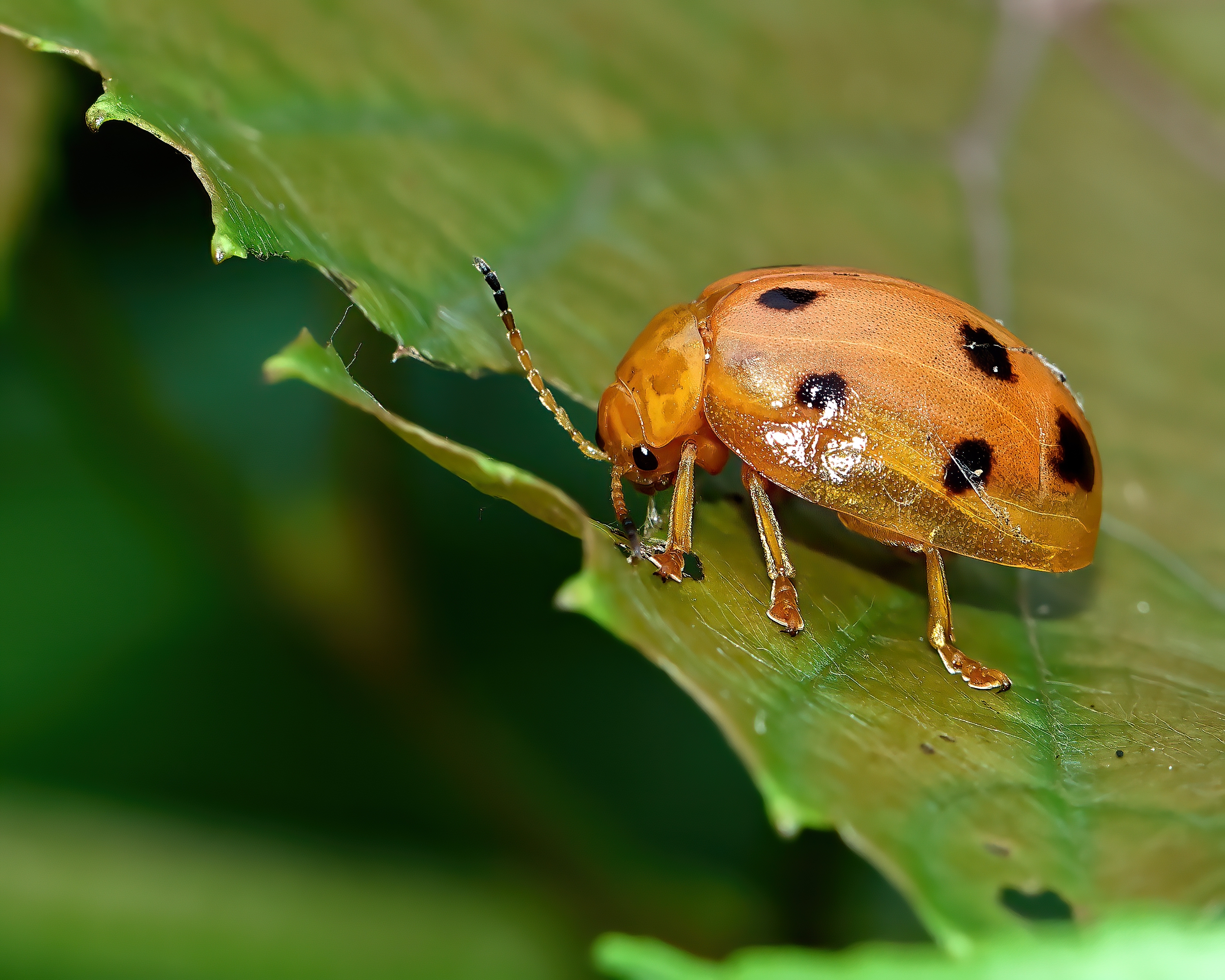 5D2A7954-DeNoiseAI-clear.jpg