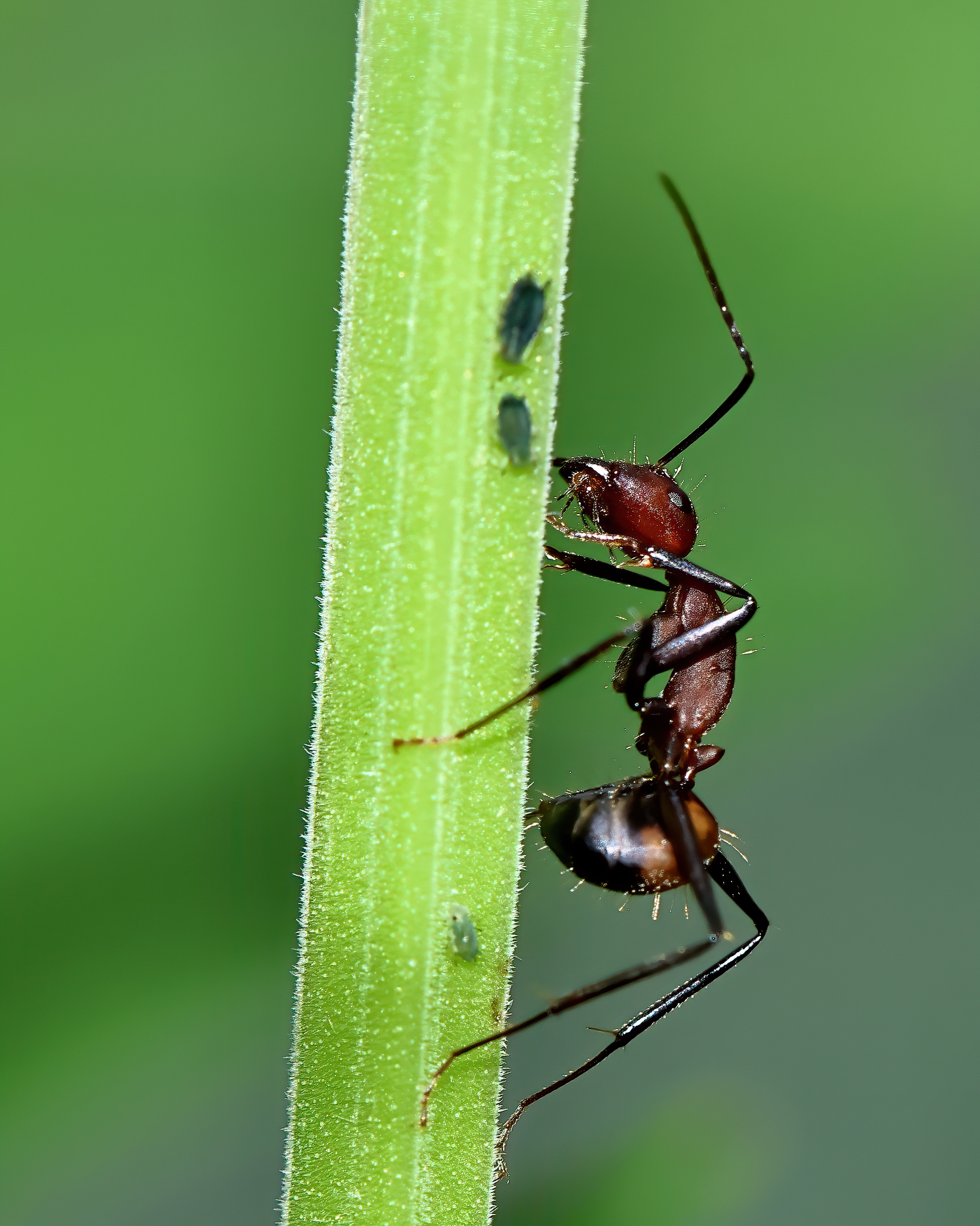 5D2A7976-DeNoiseAI-clear.jpg