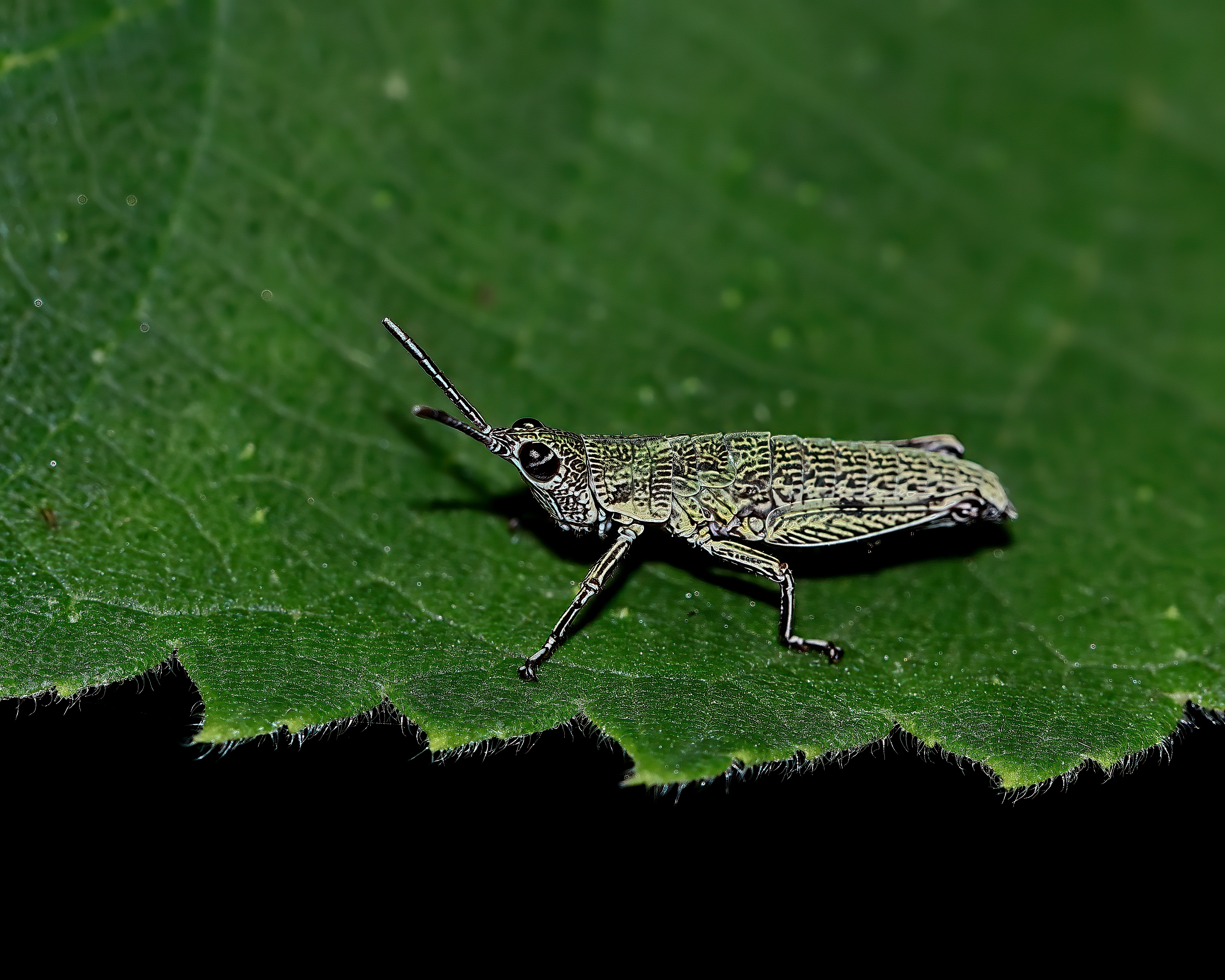 5D2A8580_-DeNoiseAI-clear.jpg