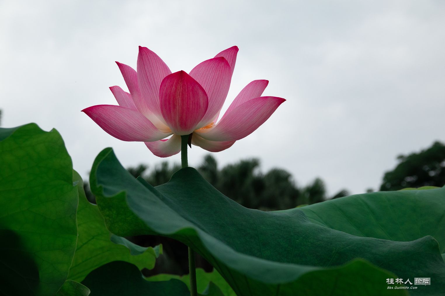 DSC07382-0.jpg