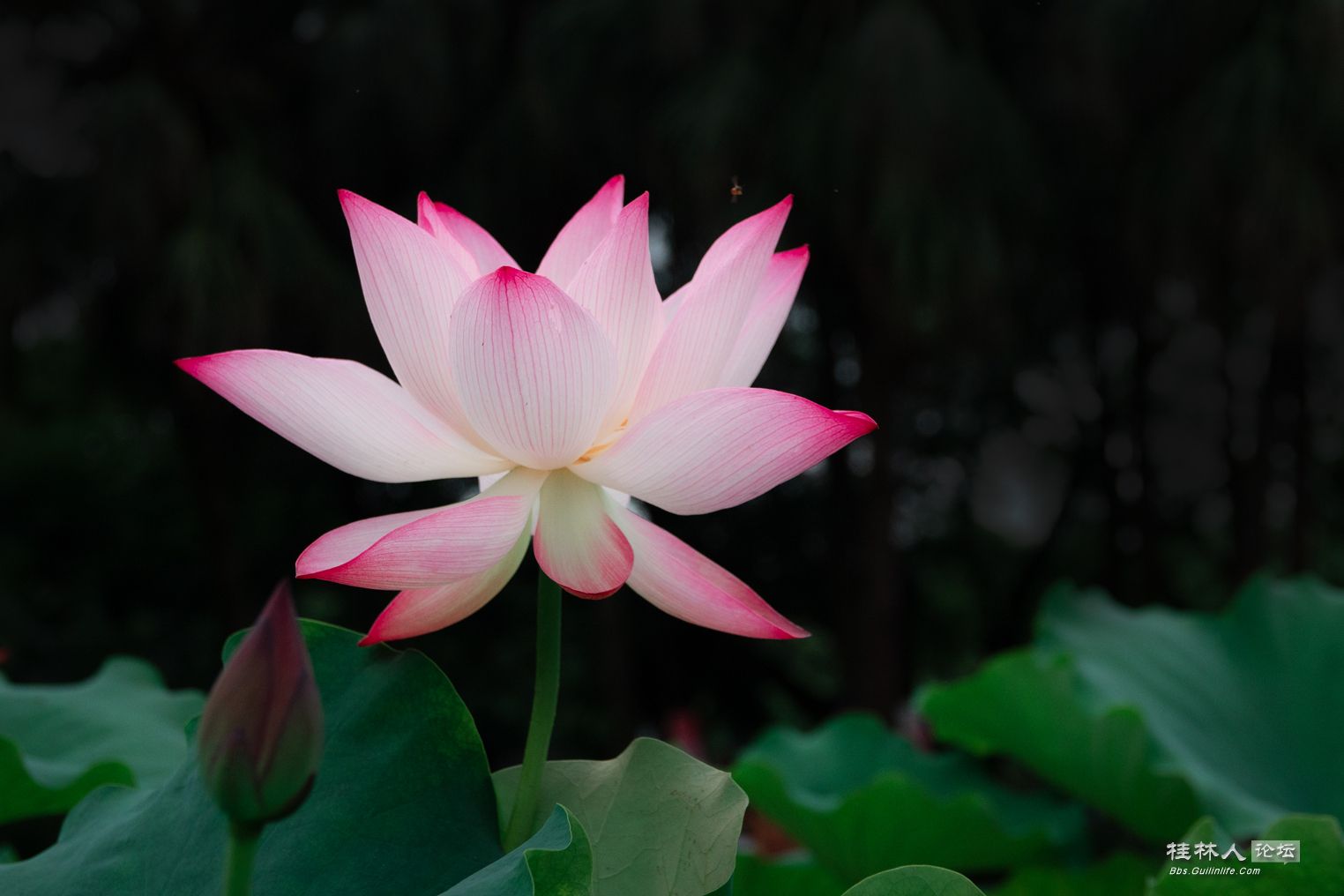 DSC07381-0 - .jpg