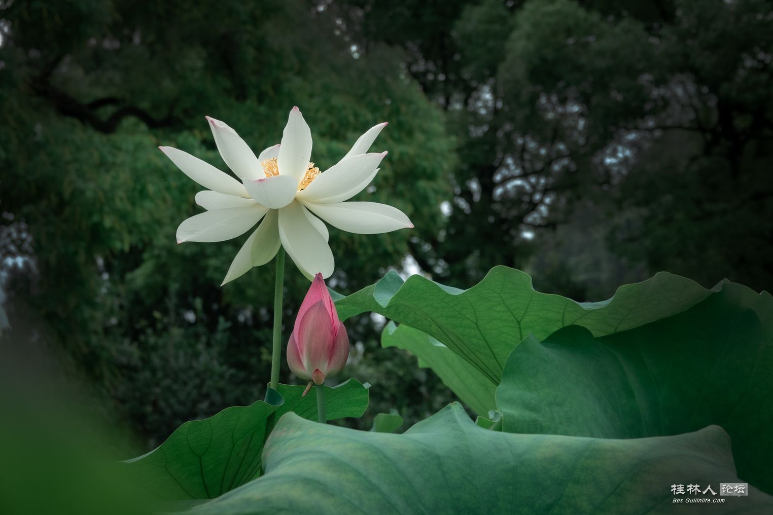 DSC07384-0 - .jpg