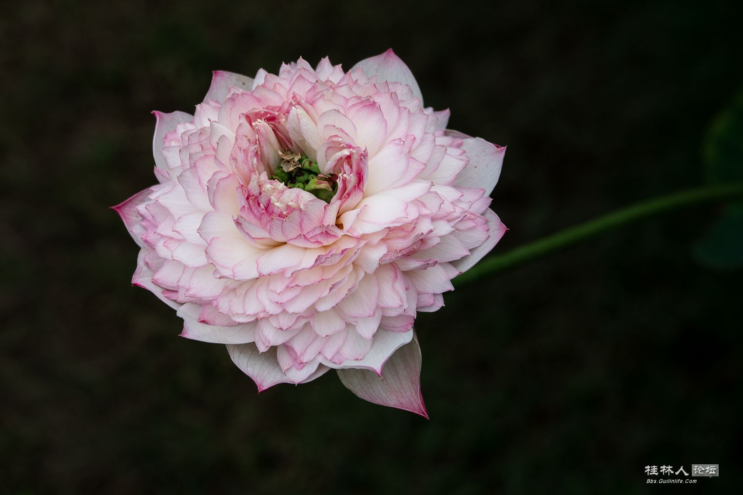 DSC07455-0 - .jpg