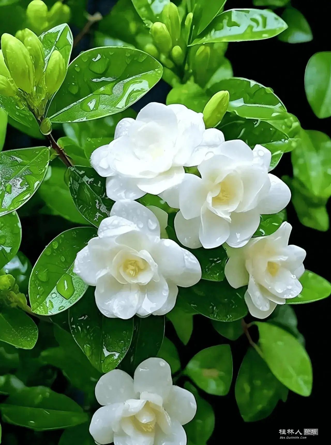 33354afa4a44457f82a1595c2a4438fb_ͼ.jpg