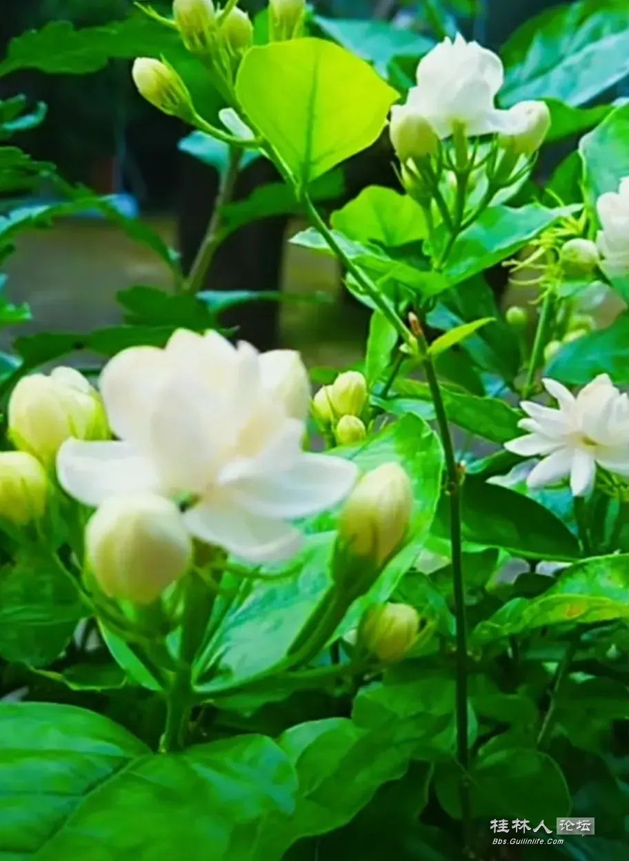 IQfwAbXrGdBRX8q8X-h5Ww6f3027b6d27b94316367ee0ee8e84857_ͼ.jpg