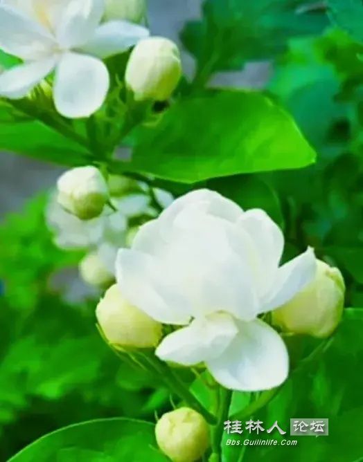 IQfwAbXrGdBRX8q8X-h5Ww8b871d5300d578c1948d4b9ab63b2109_ͼ.jpg