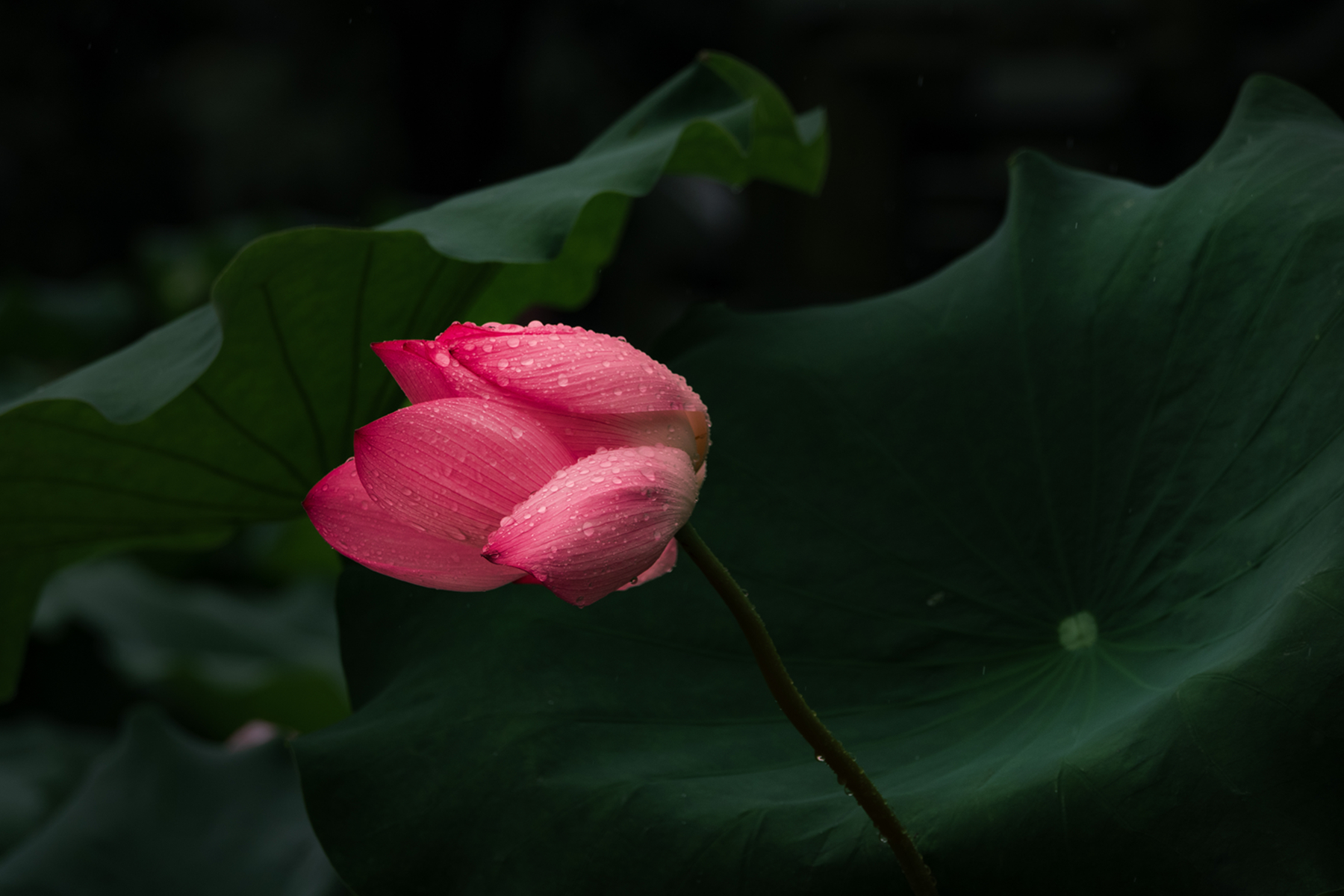 DSC07559-0.jpg