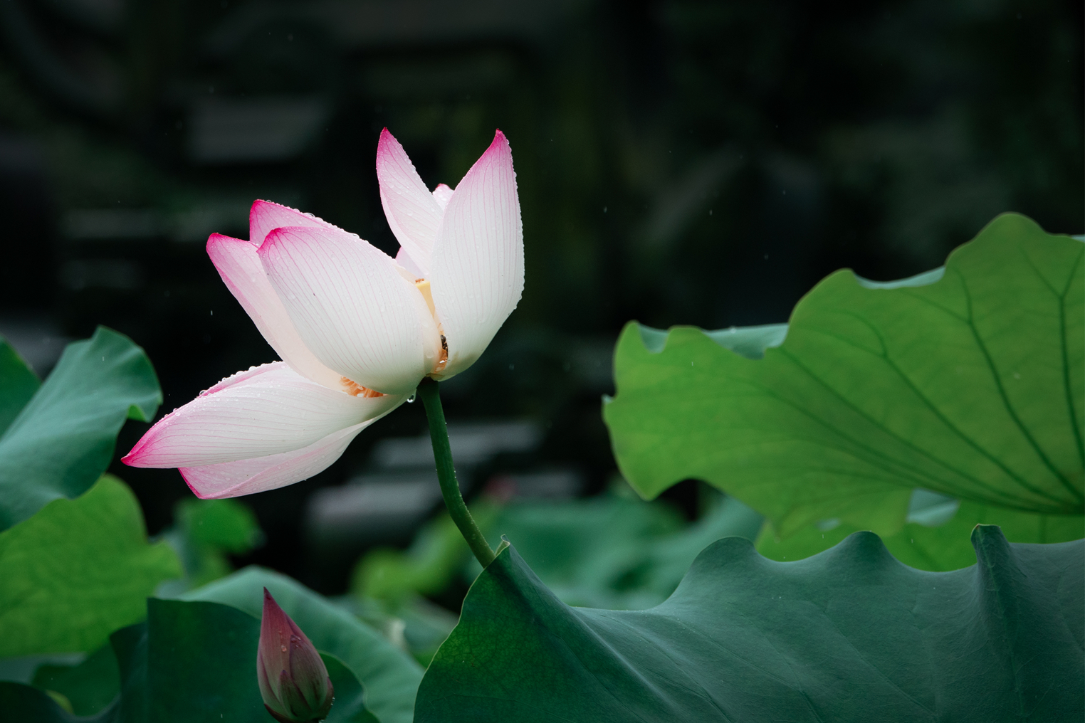 DSC07560-0.jpg