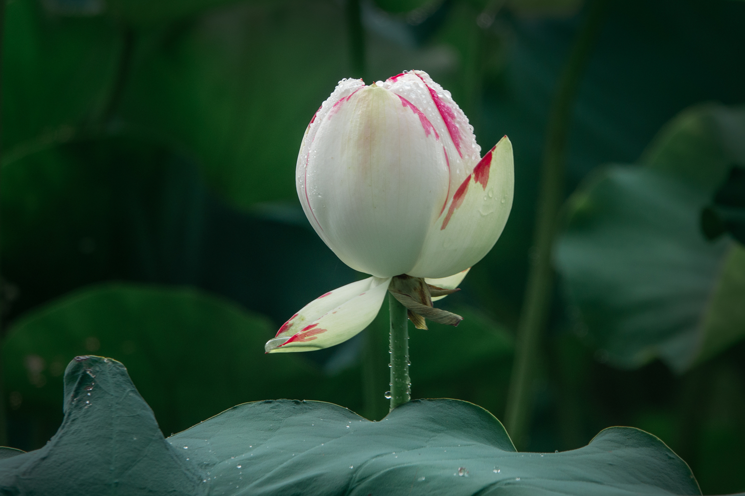 DSC07578-0.jpg