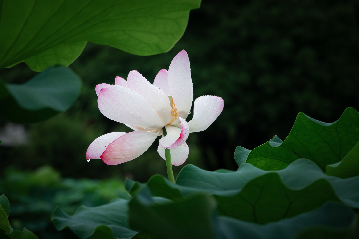 DSC07619-0.jpg