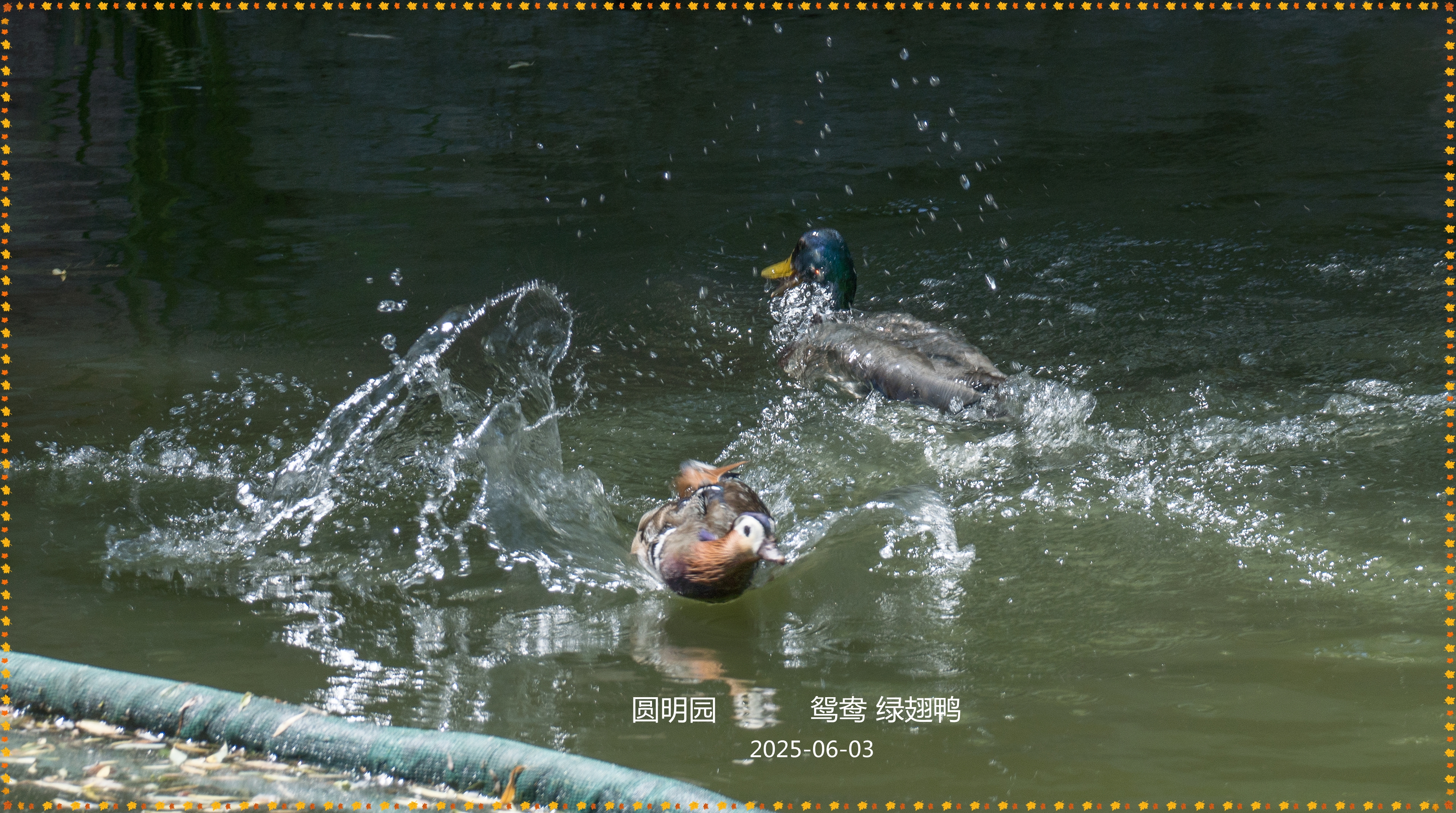 DSC06051_.jpg