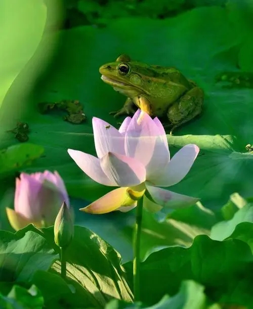 u=507794338,1782562040&fm=253&fmt=auto&app=138&f=JPEG.webp.jpg