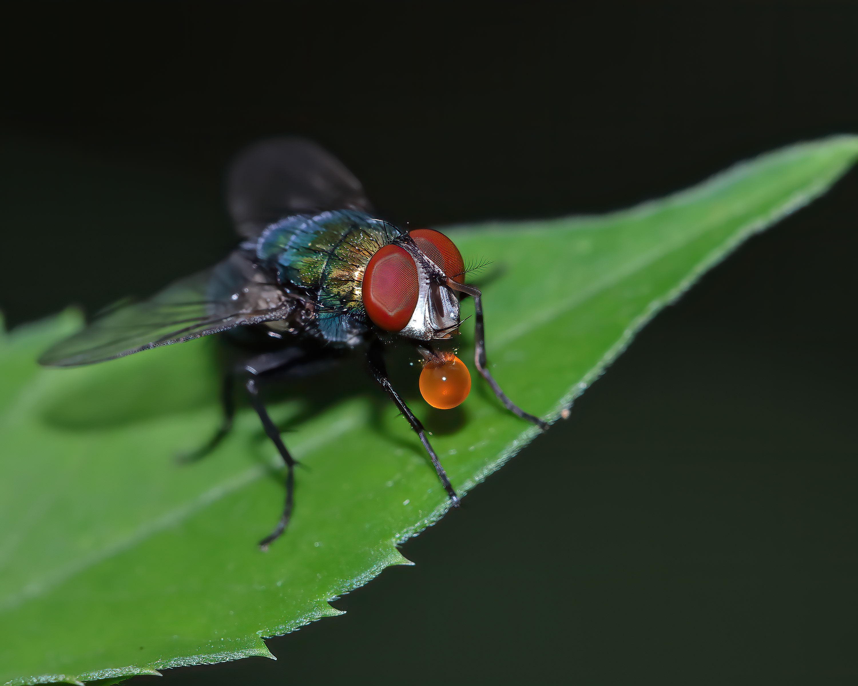 5D2A0524_-DeNoiseAI-clear.jpg