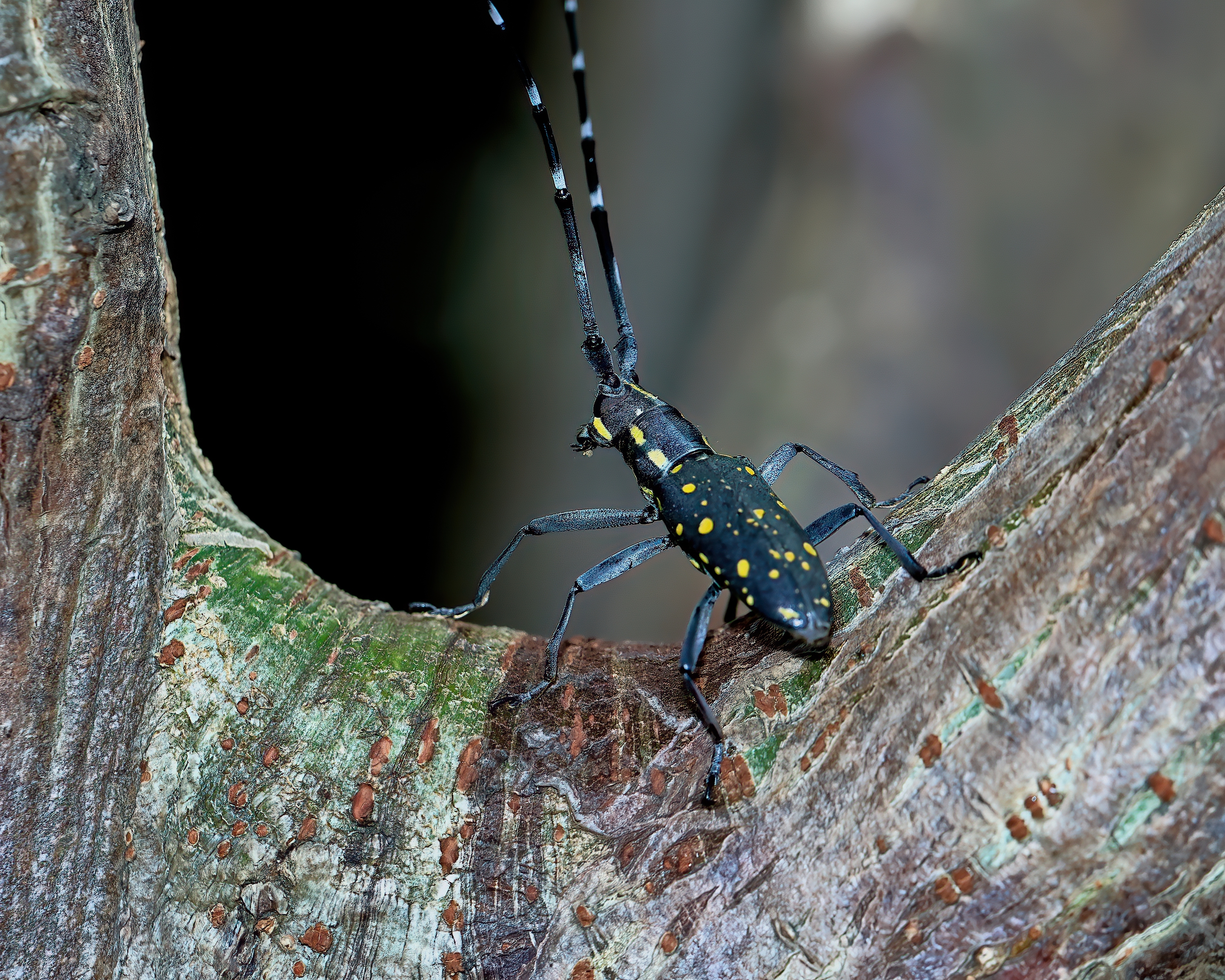 5D2A0700_-DeNoiseAI-clear.jpg