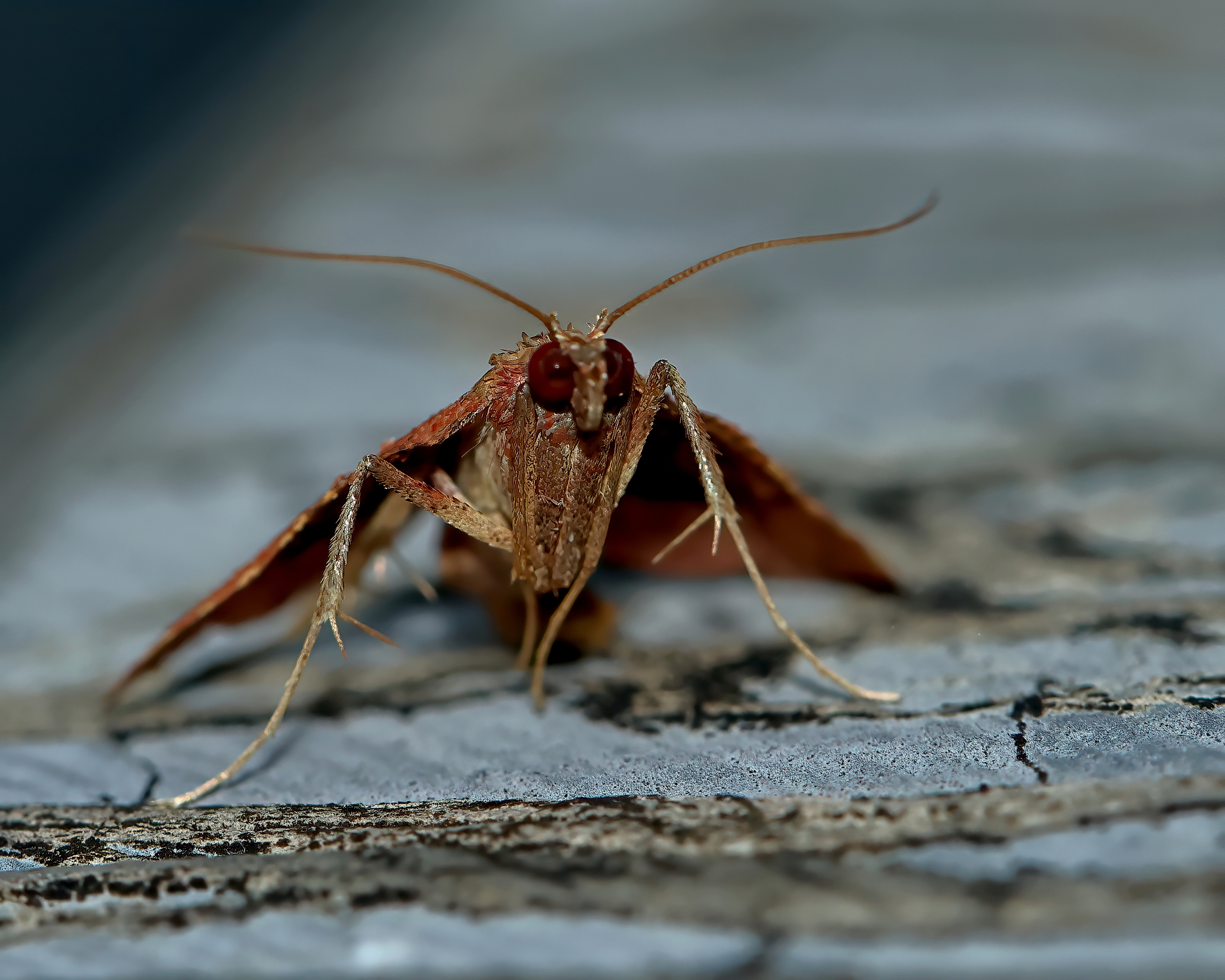 5D2A9920_-DeNoiseAI-clear.jpg