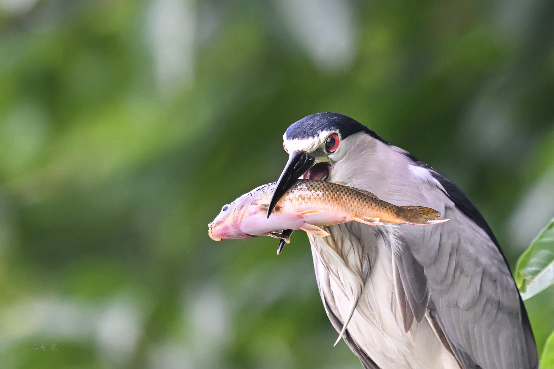 DSC_6178.jpg