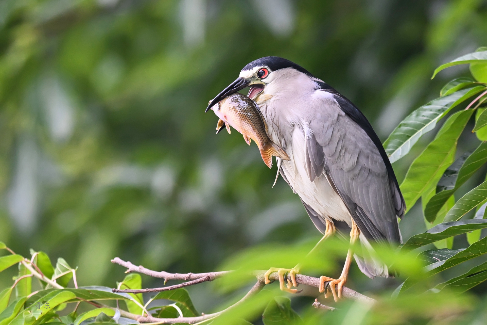 DSC_6184.jpg