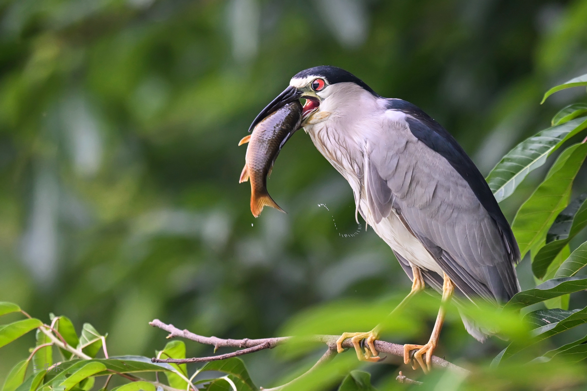 DSC_6204.jpg