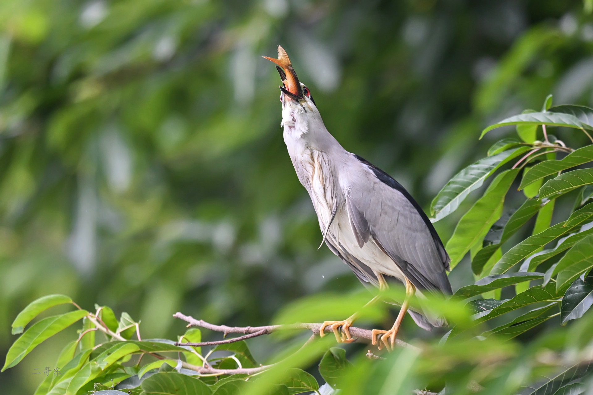 DSC_6219.jpg
