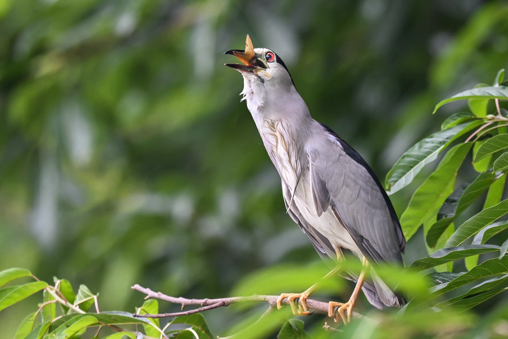 DSC_6224.jpg