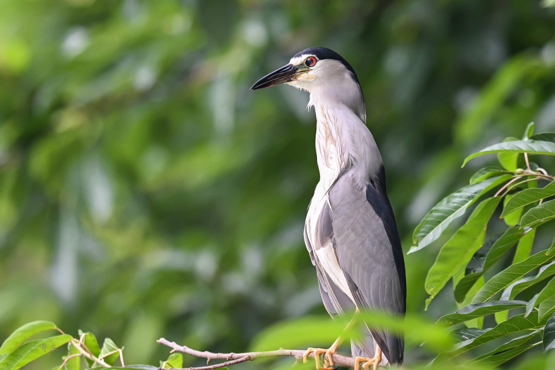 DSC_6286.jpg