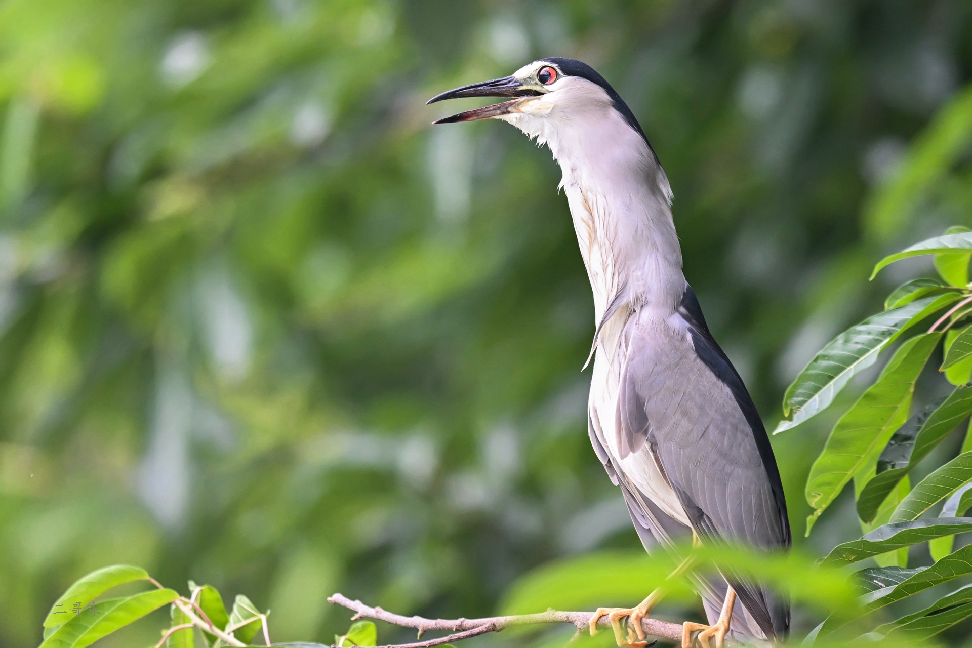 DSC_6237.jpg