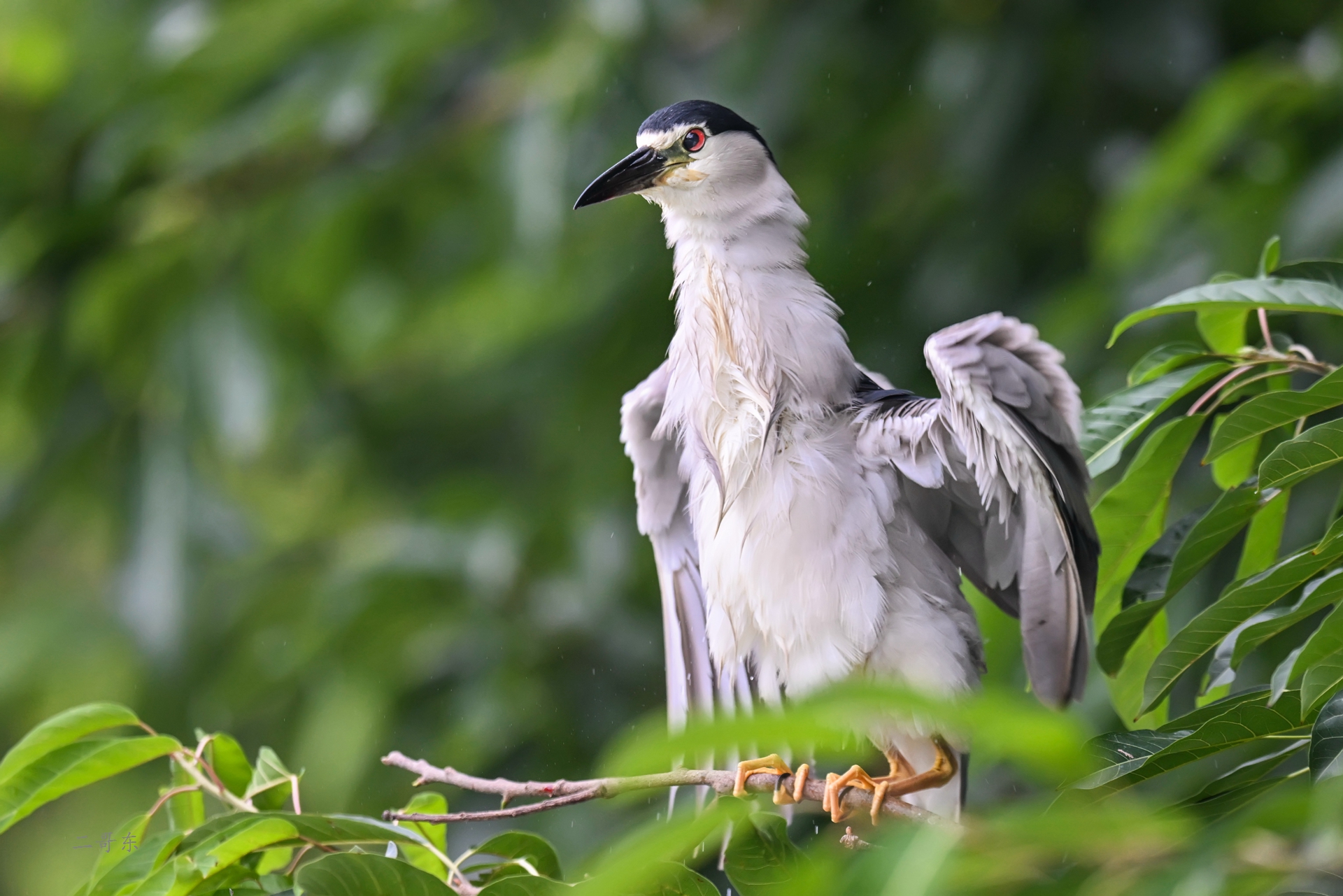 DSC_6332.jpg