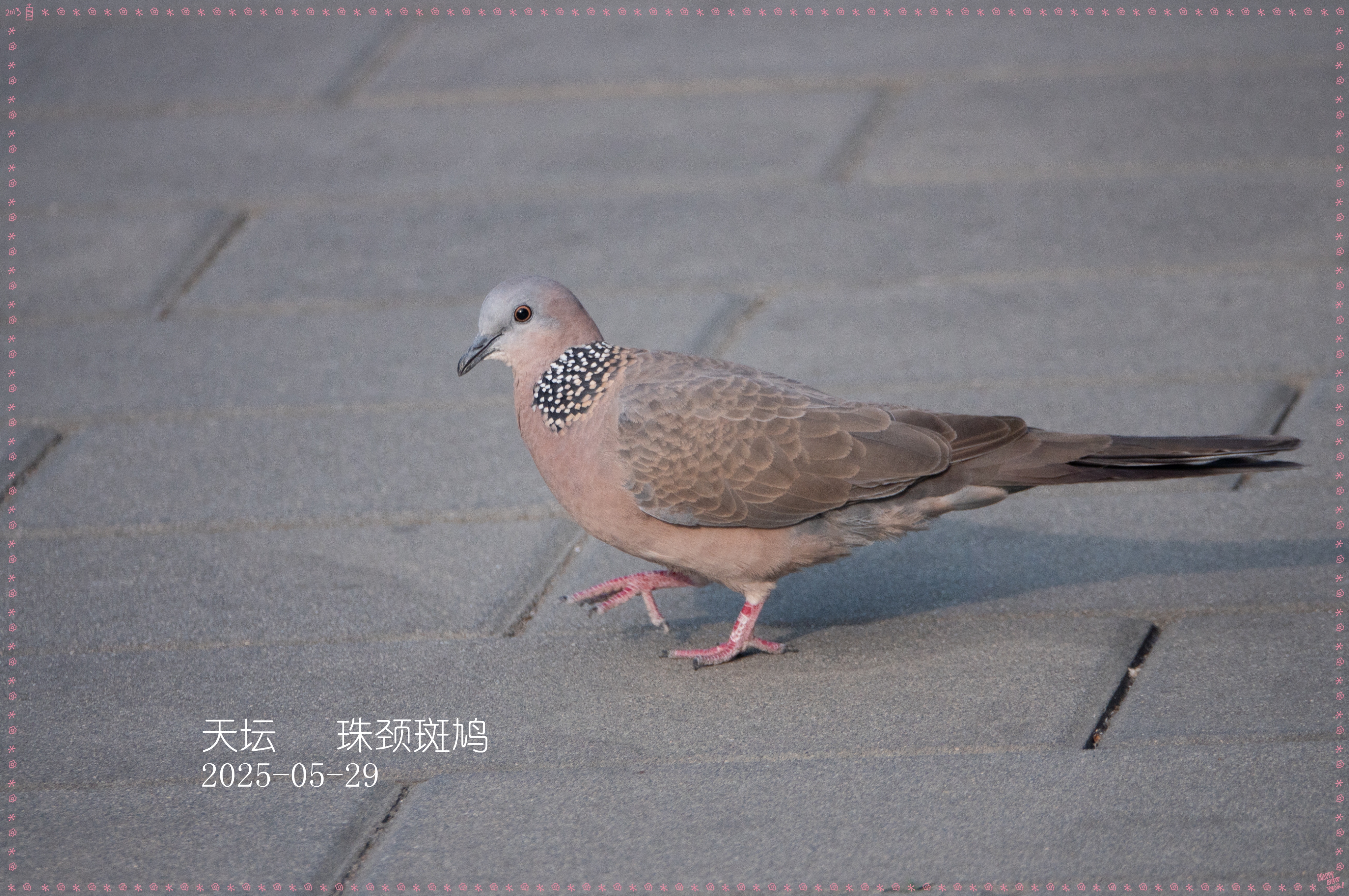 DSC04592__.jpg