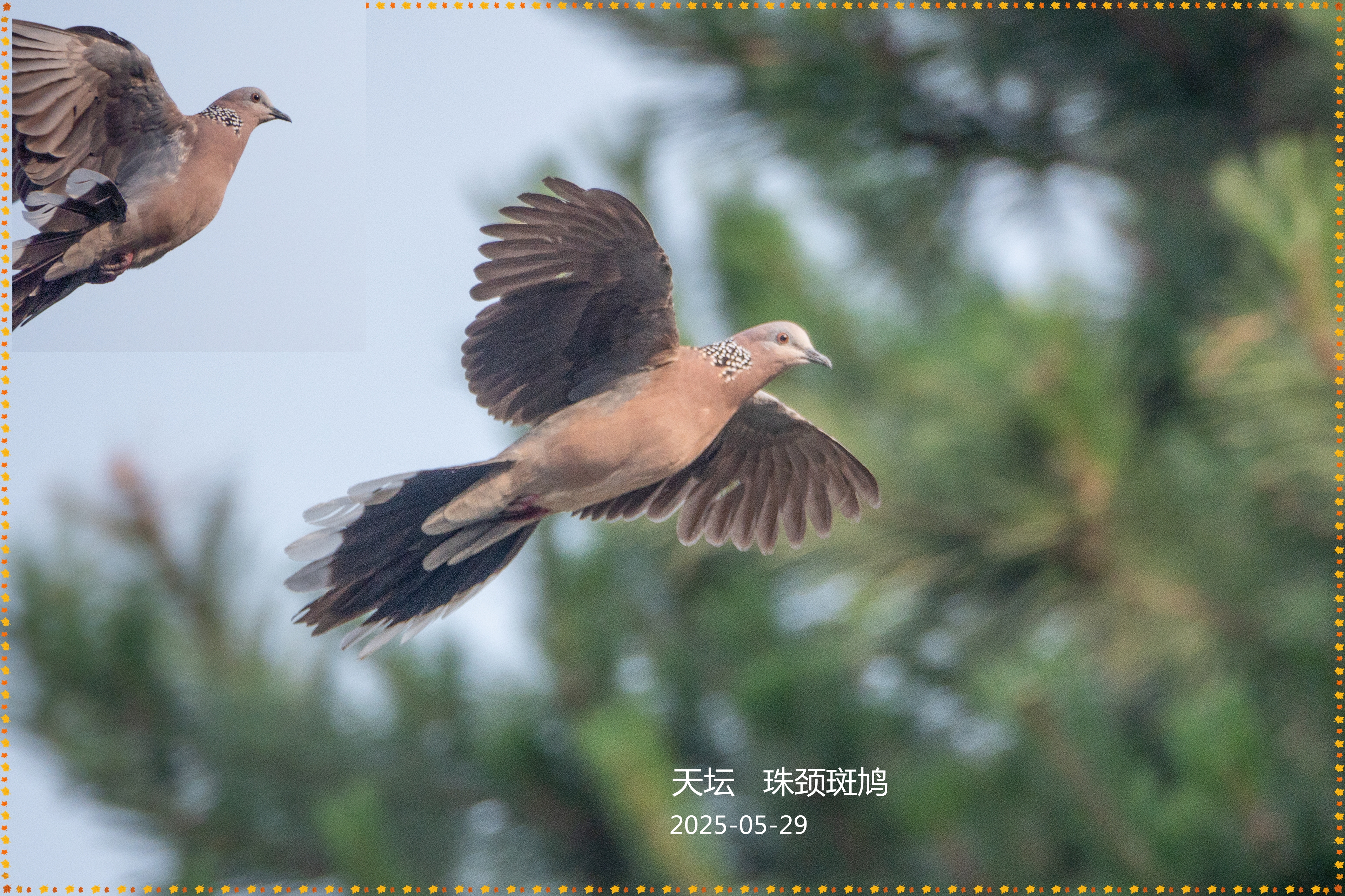 DSC04689___.jpg