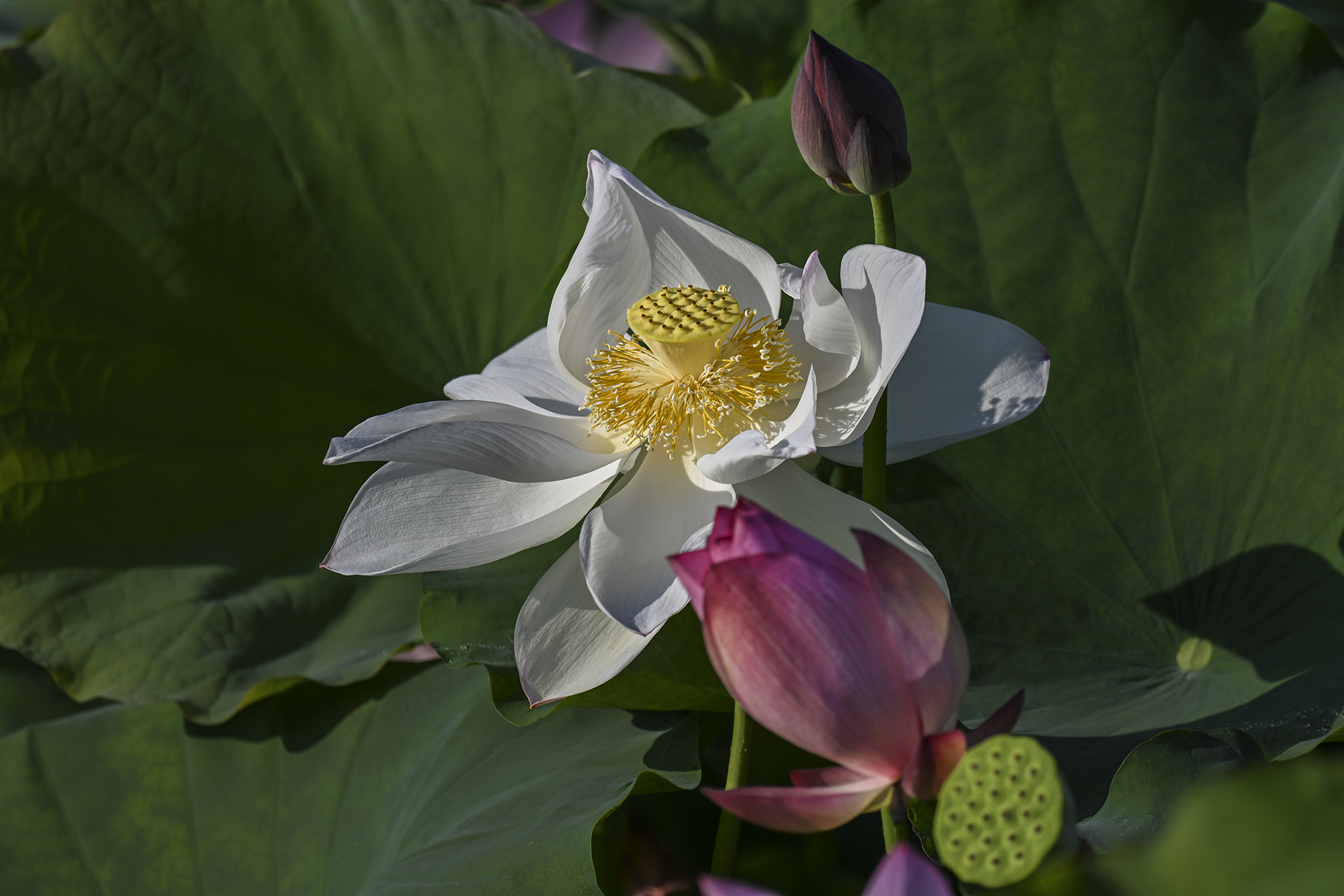 DSC_8186.jpg