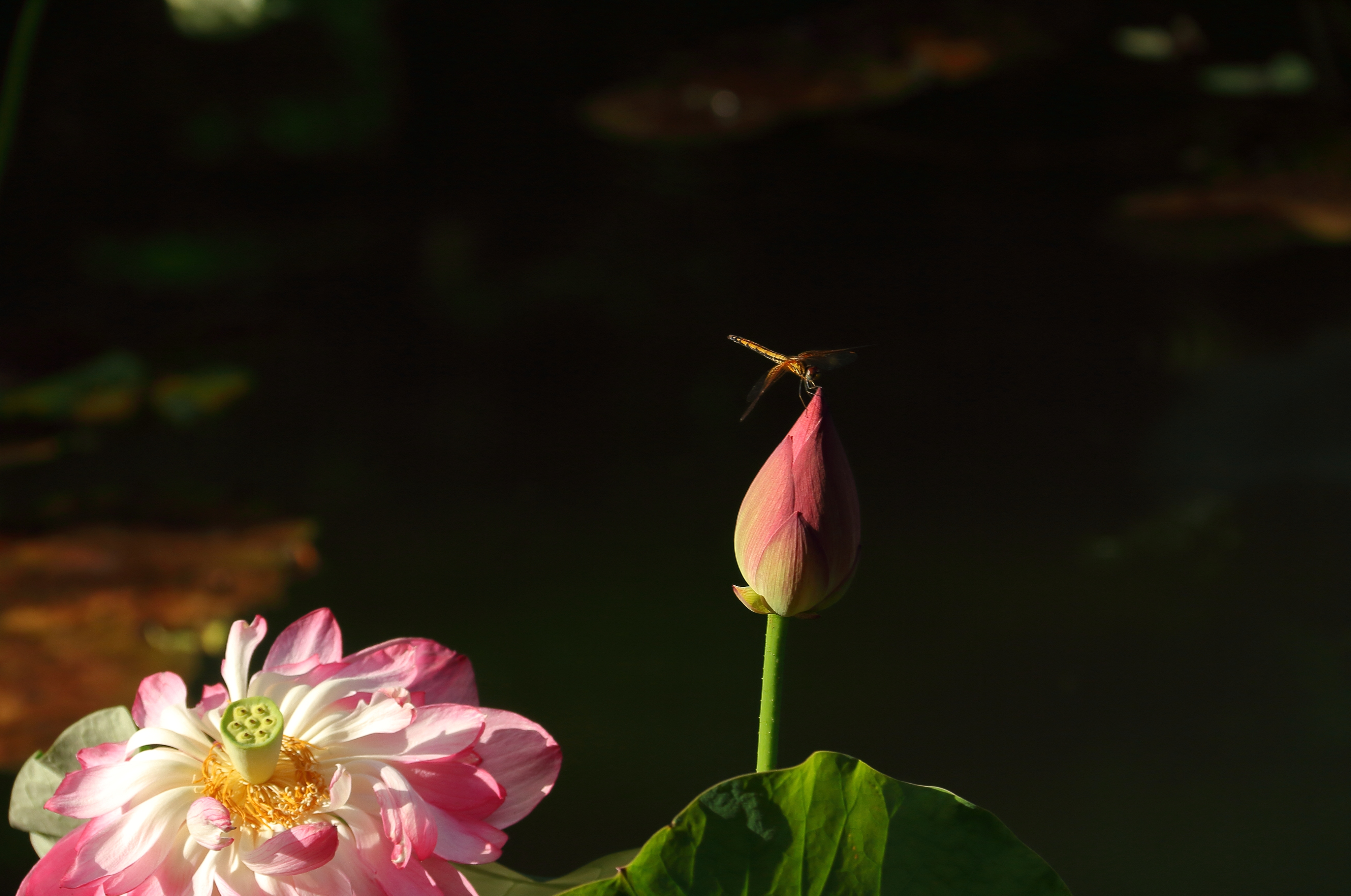 IMG_7704.JPG