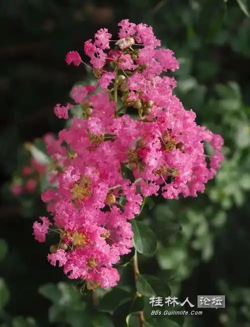 u=3615153618,527919406&fm=253&fmt=auto&app=138&f=JPEG.webp.jpg
