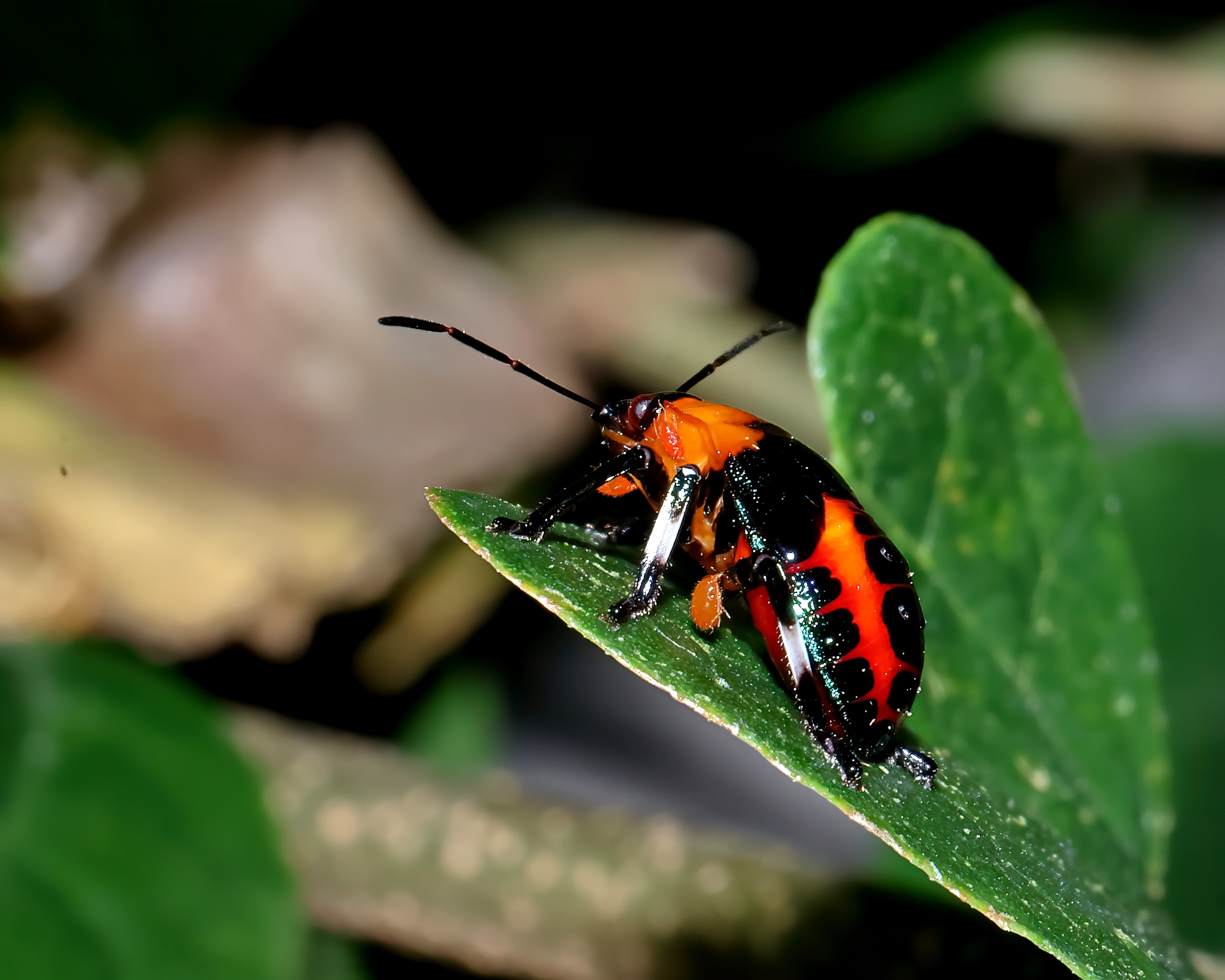 5D2A0129-DeNoiseAI-clear.jpg