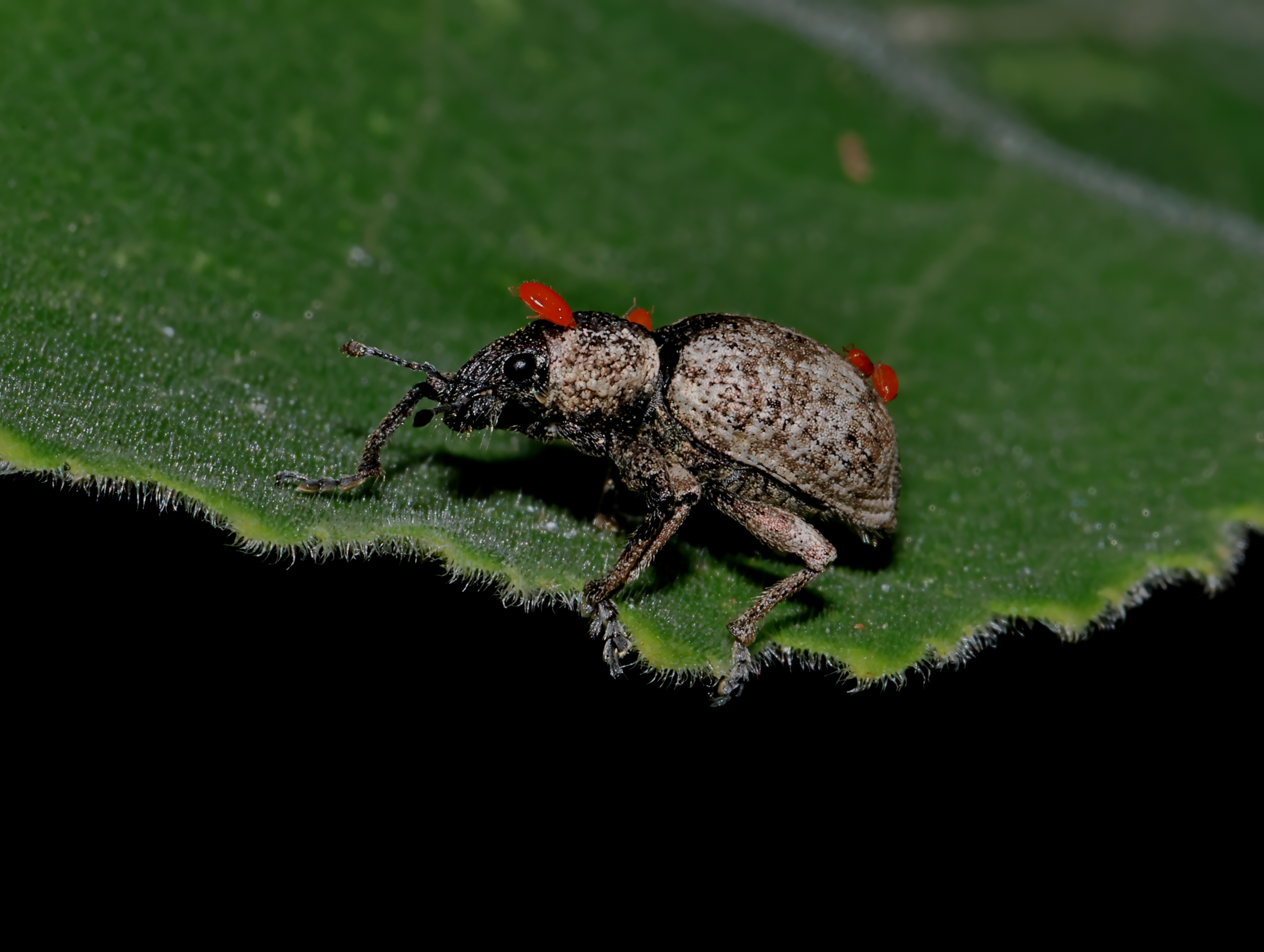5D2A0303-DeNoiseAI-clear.jpg
