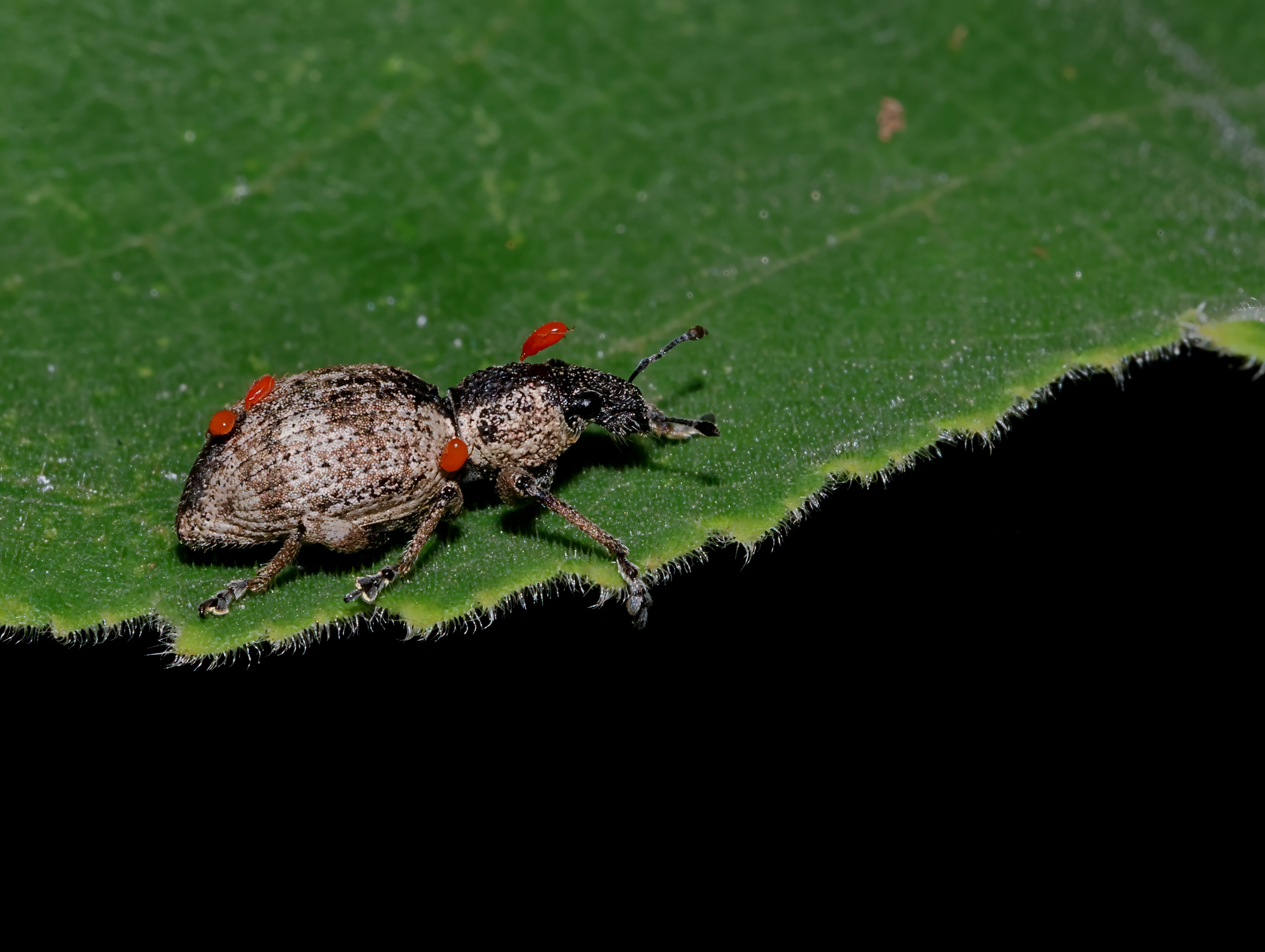 5D2A0312-DeNoiseAI-clear.jpg