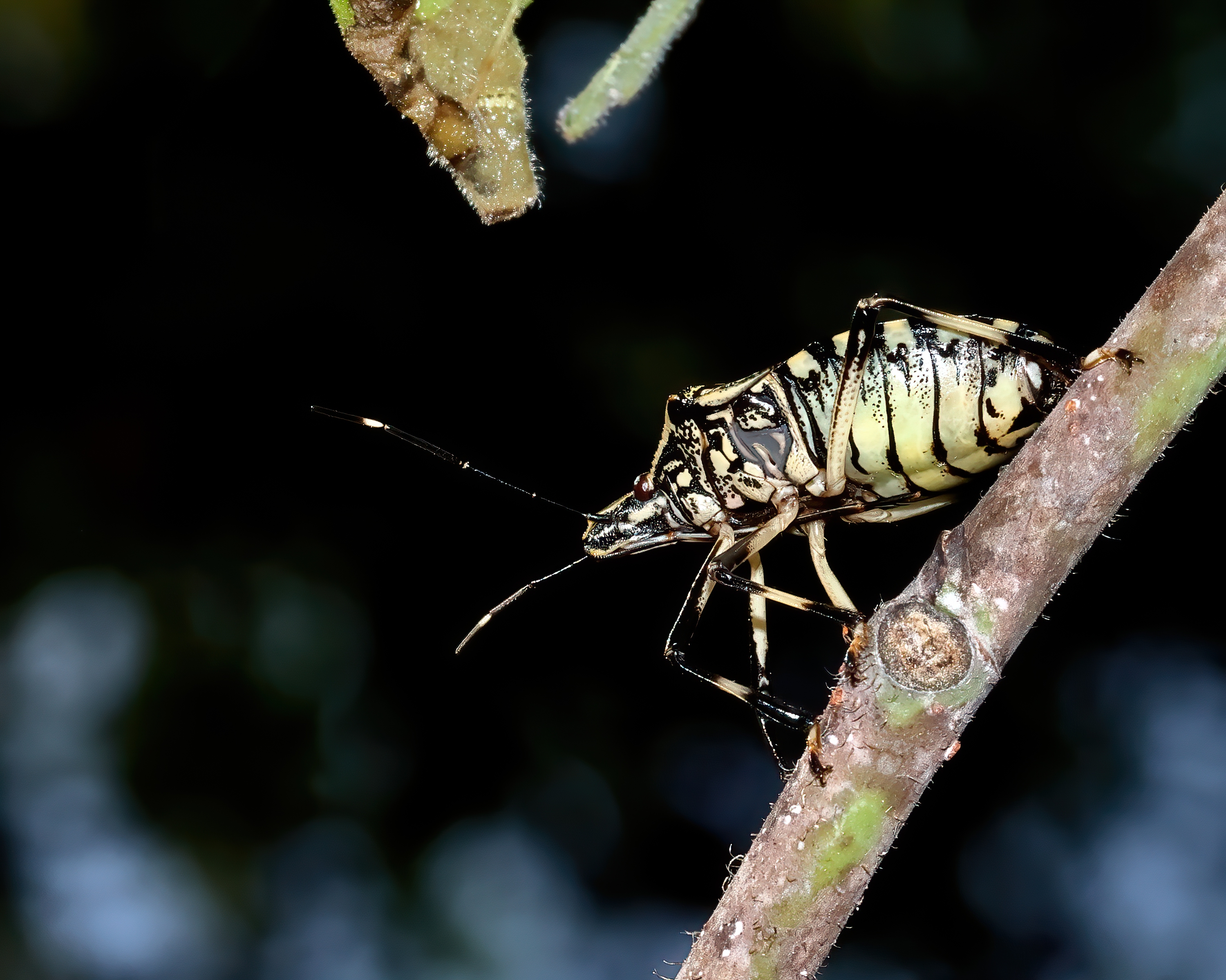 5D2A0351_-DeNoiseAI-clear.jpg