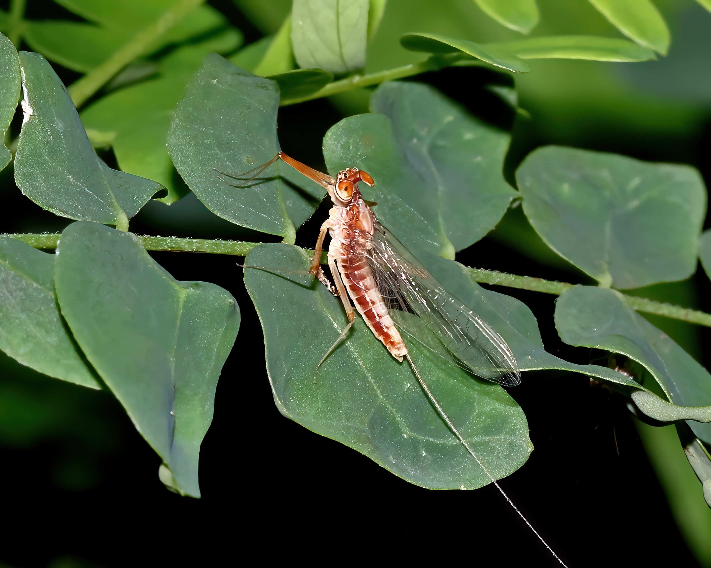 5D2A0395_-DeNoiseAI-clear.jpg
