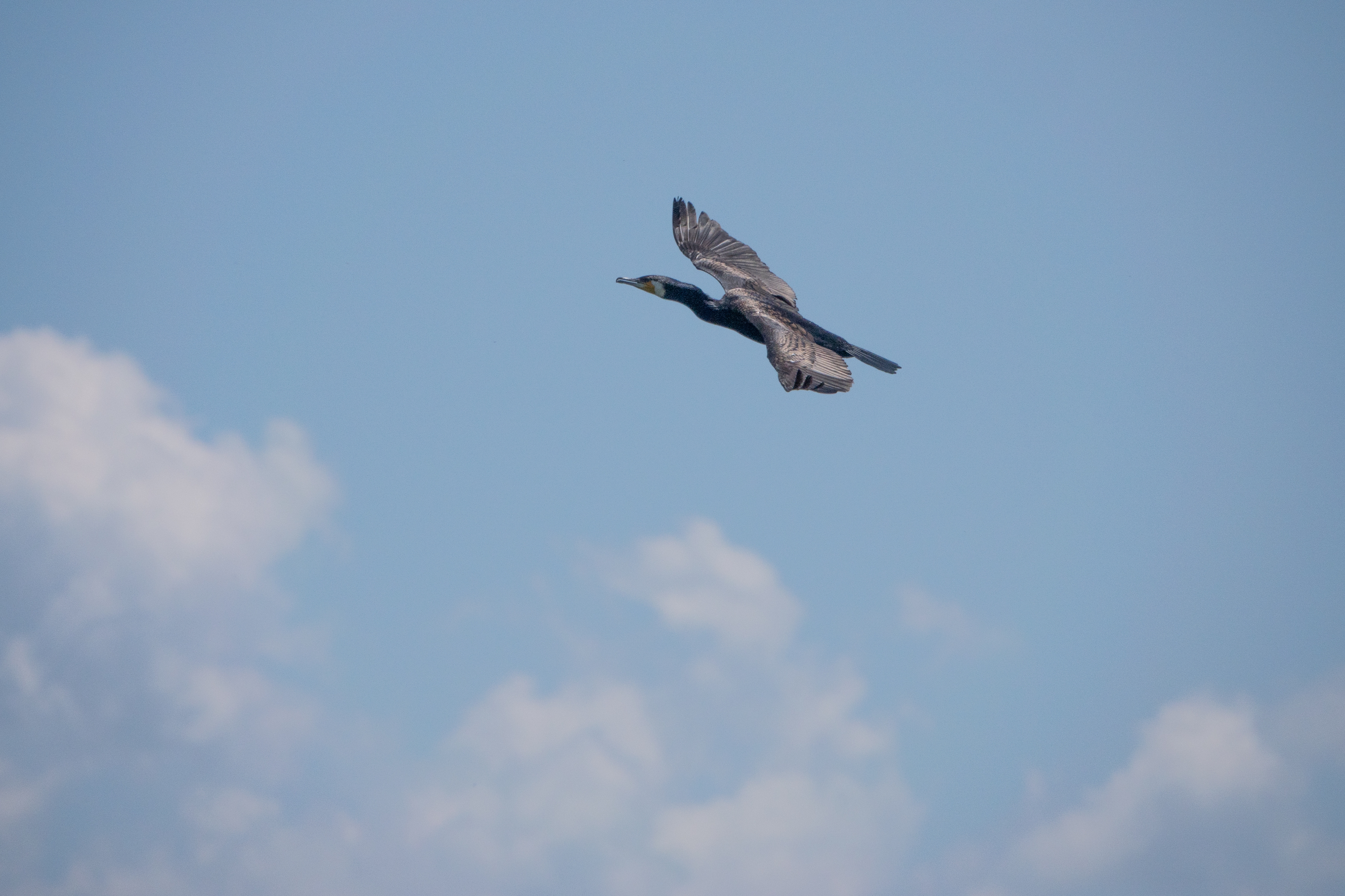 DSC07209_.jpg