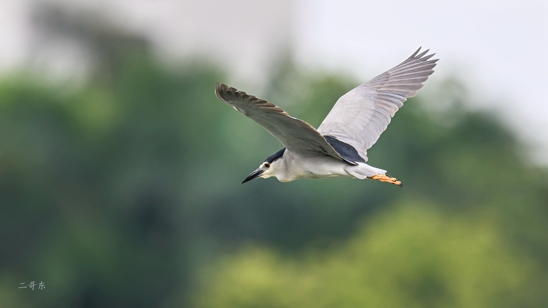 DSC_6339.jpg